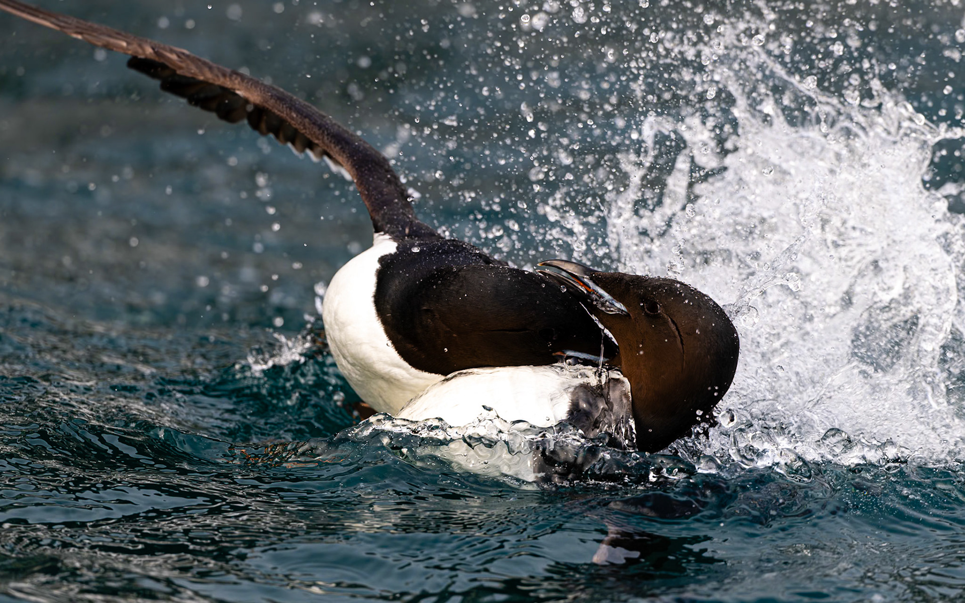 Alkefjellet, Svalbard