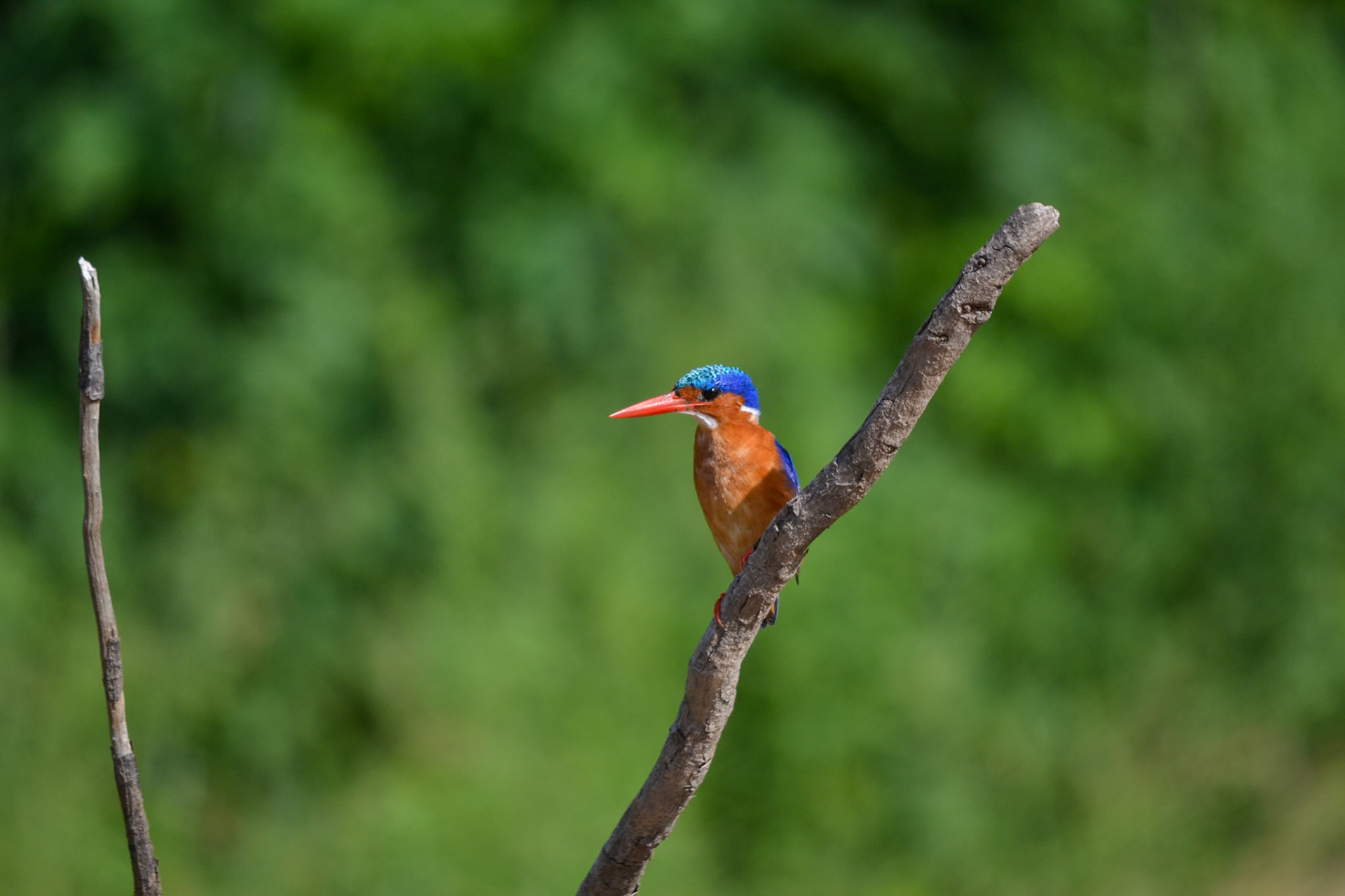 Selous Game Reserve, Tanzania