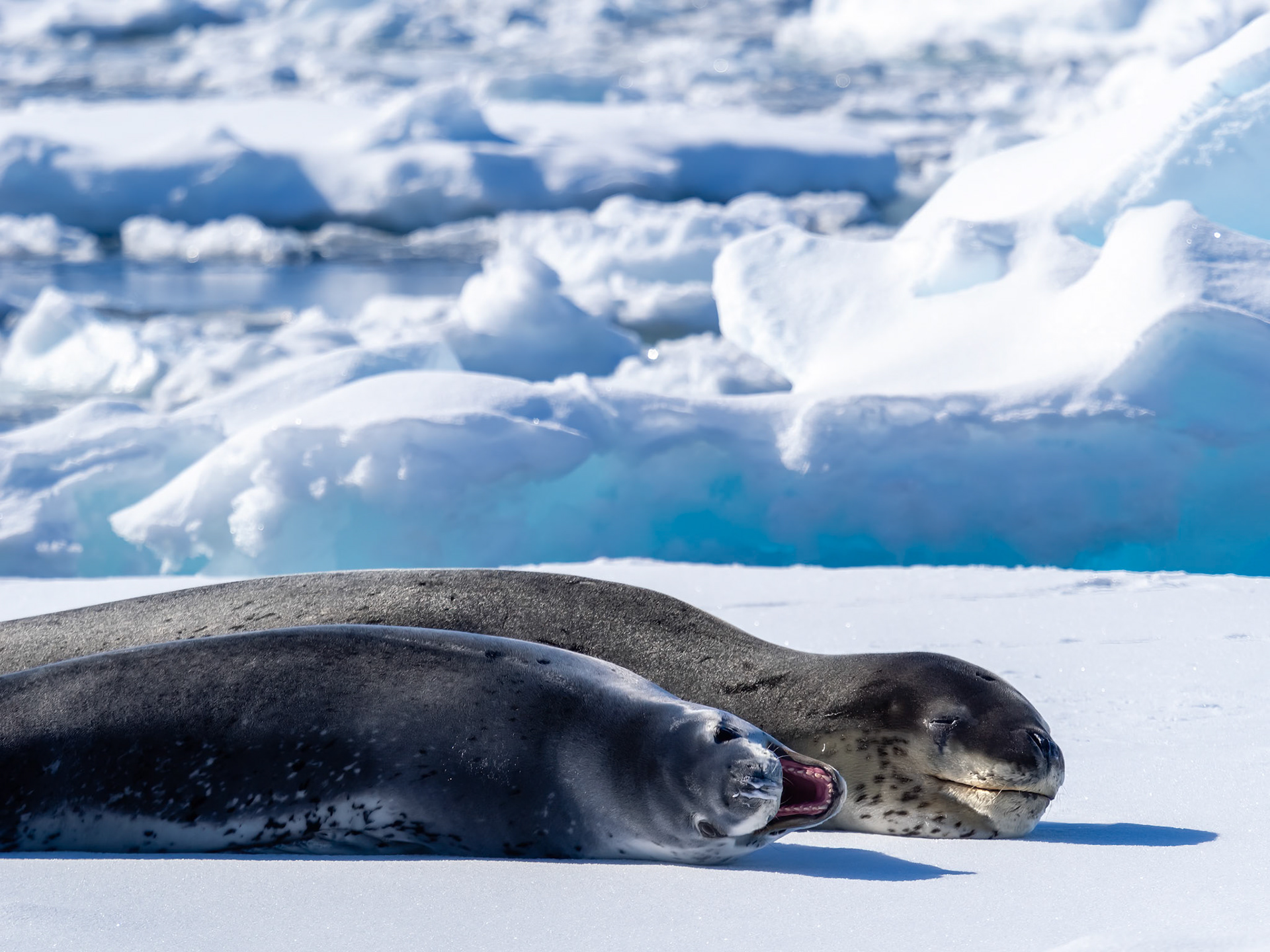 Fish Islands, Antarctica