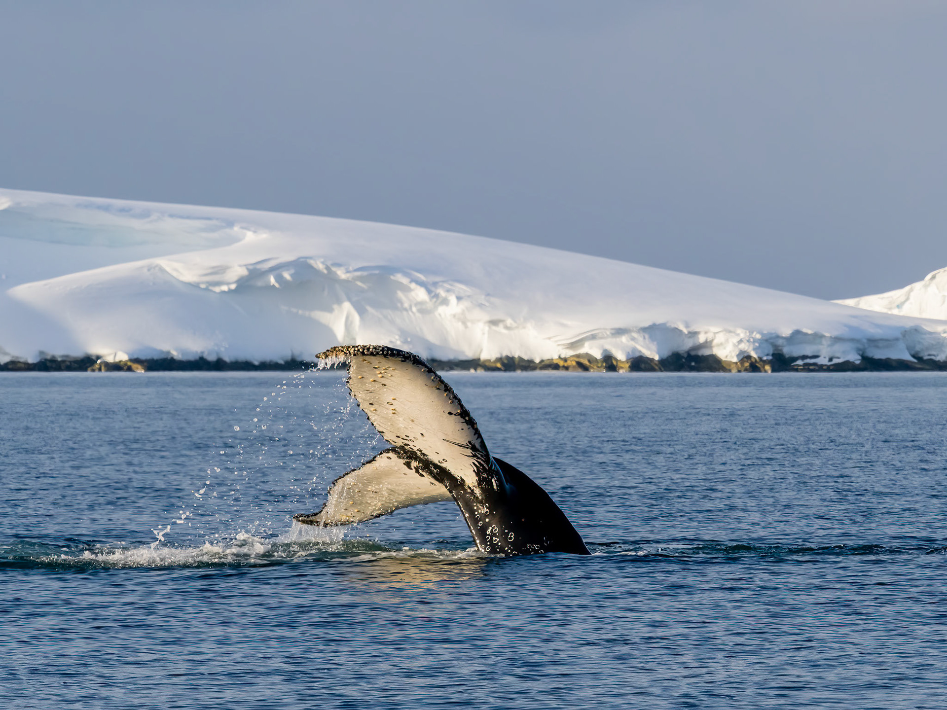 Johannessen Harbor, Antarctica