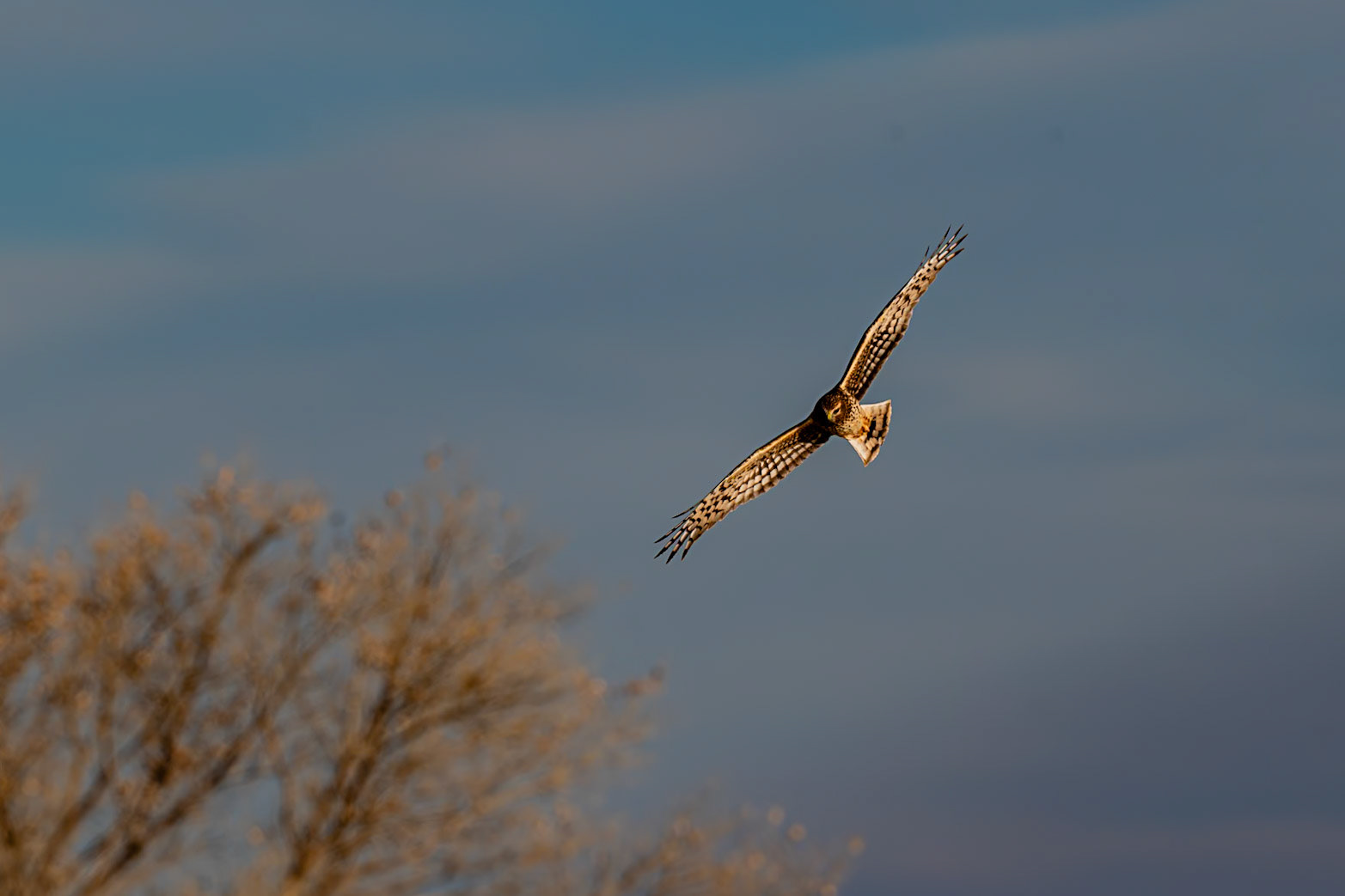 Bernardo Wildlife Area, NM
