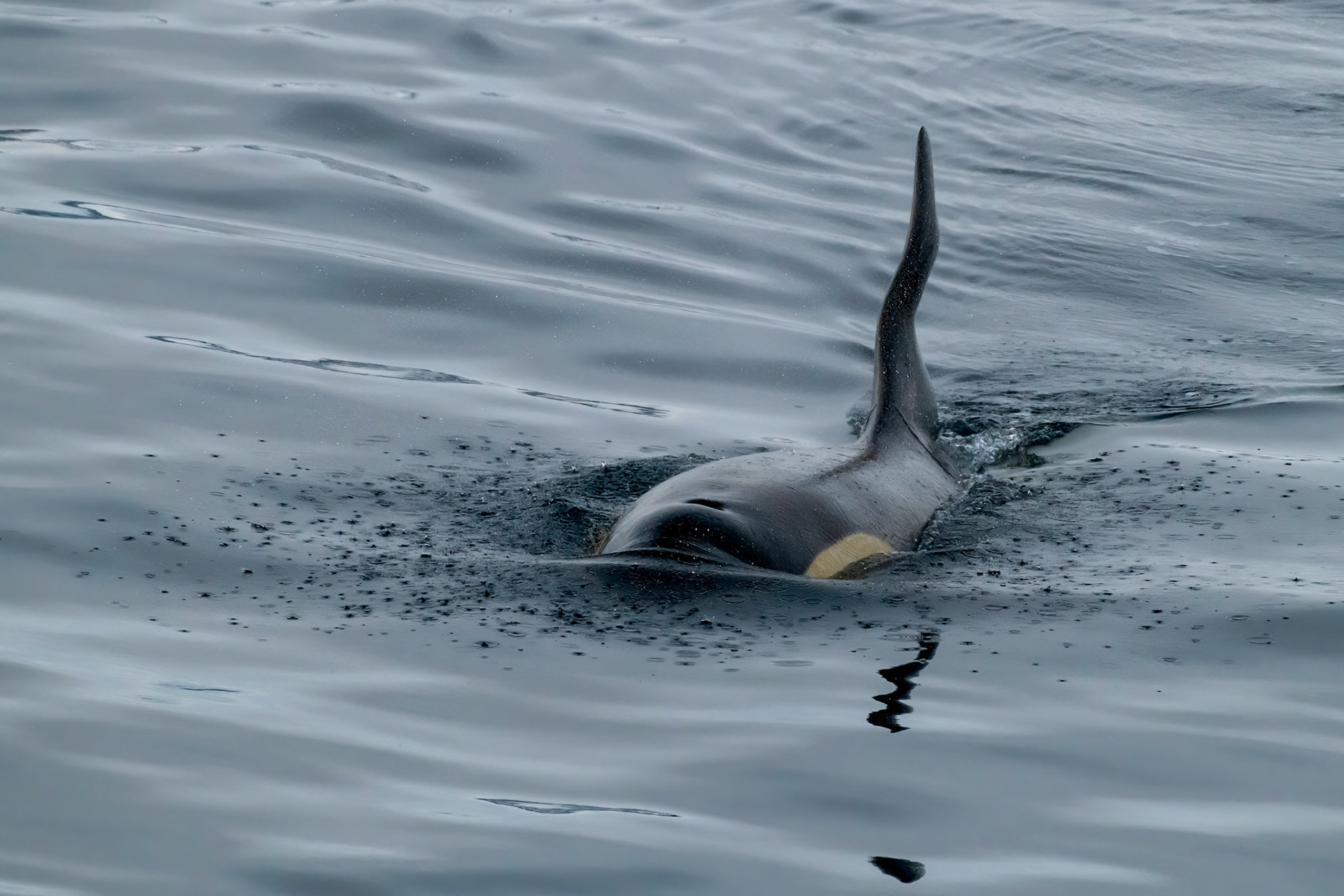 Gerlache Strait, Antarctica