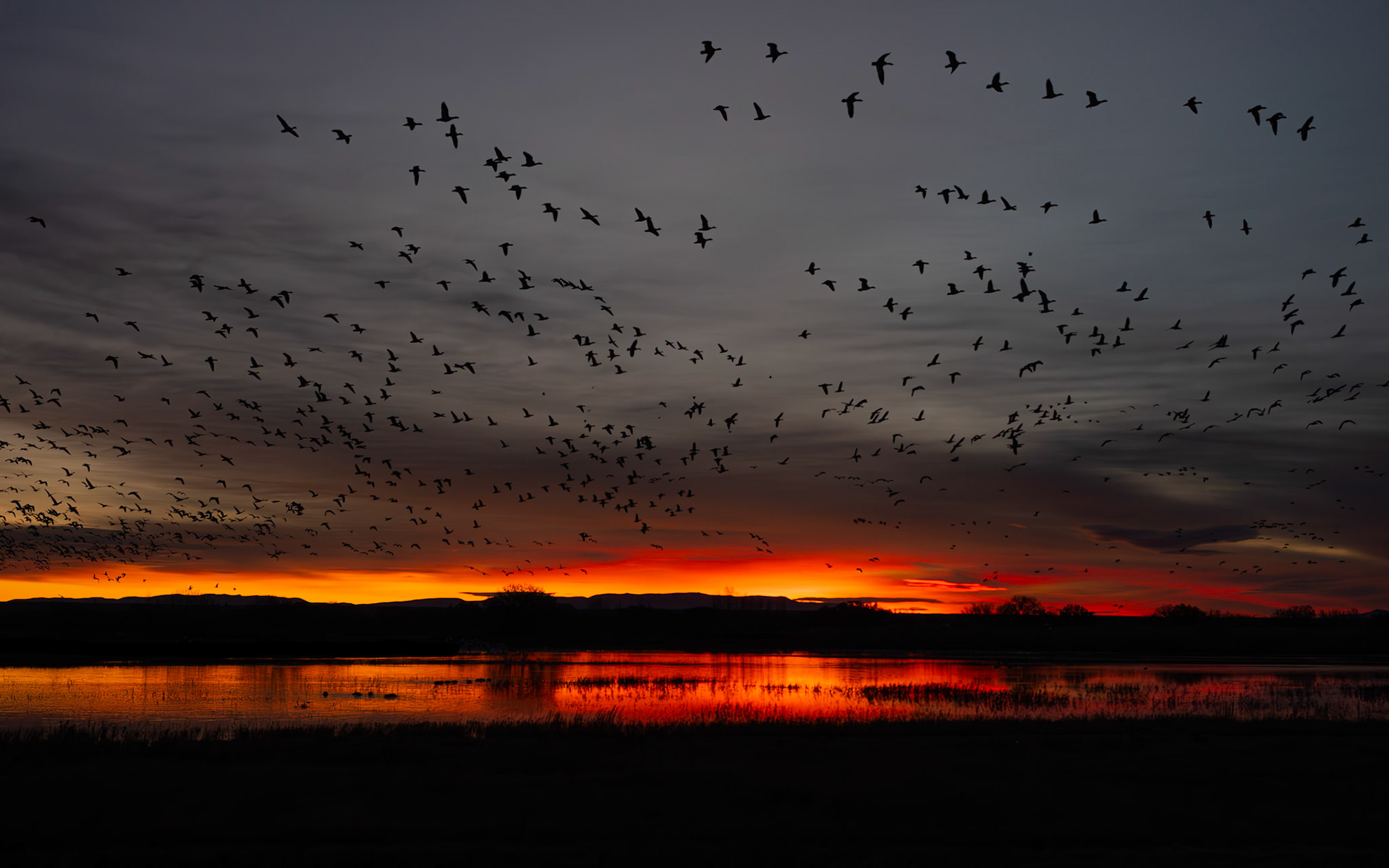 Bosque Del Apache NWR, NM