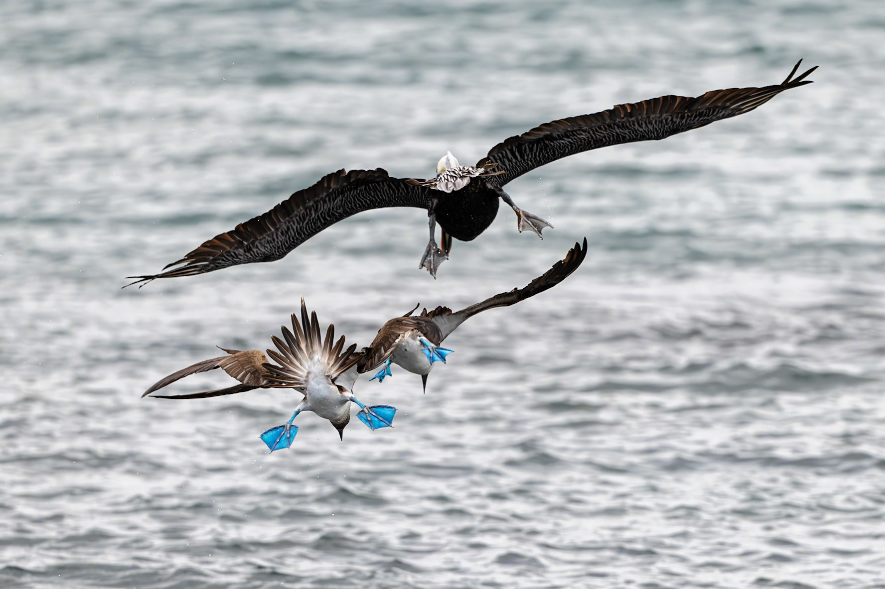 Two Blue-footed Boobies and a Brown Pelican fly in unison and maneuver with their tails and feet as they dive for a school of fish. Punta Espinoza, Galápagos