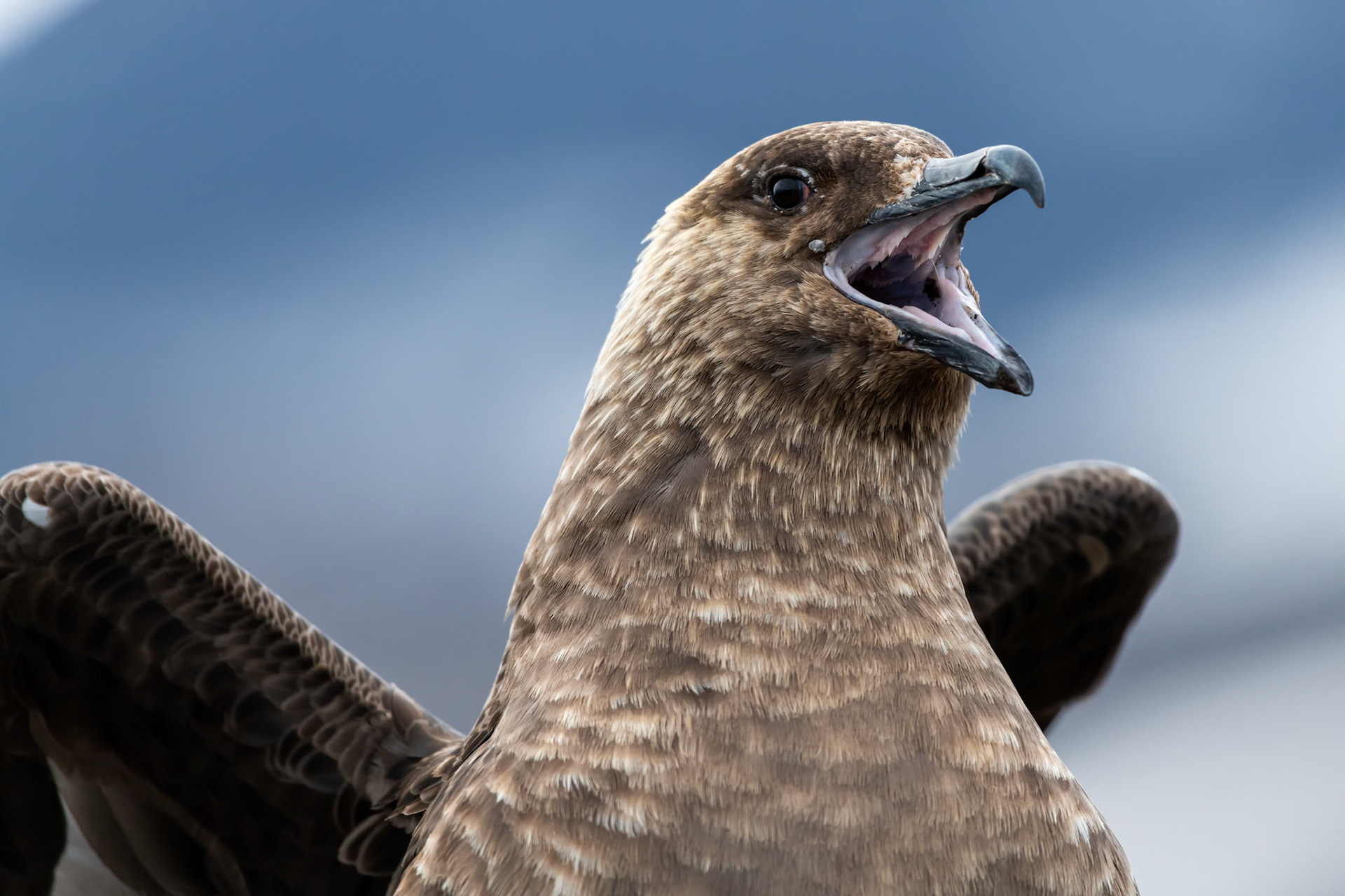 Deception Island, Antarctica