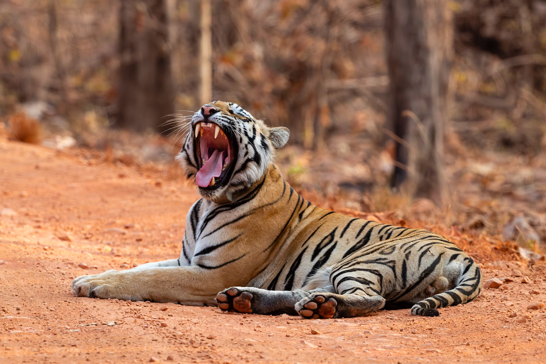 Tadoba Andhari Tiger Reserve