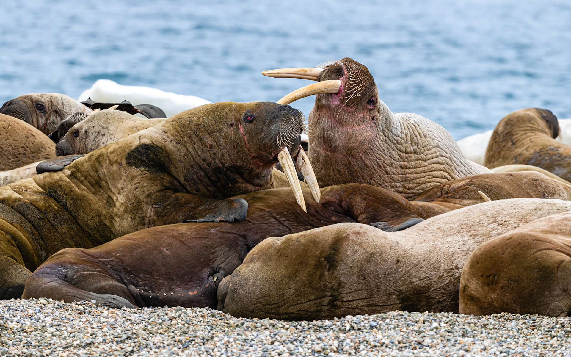 Torellneset, Svalbard