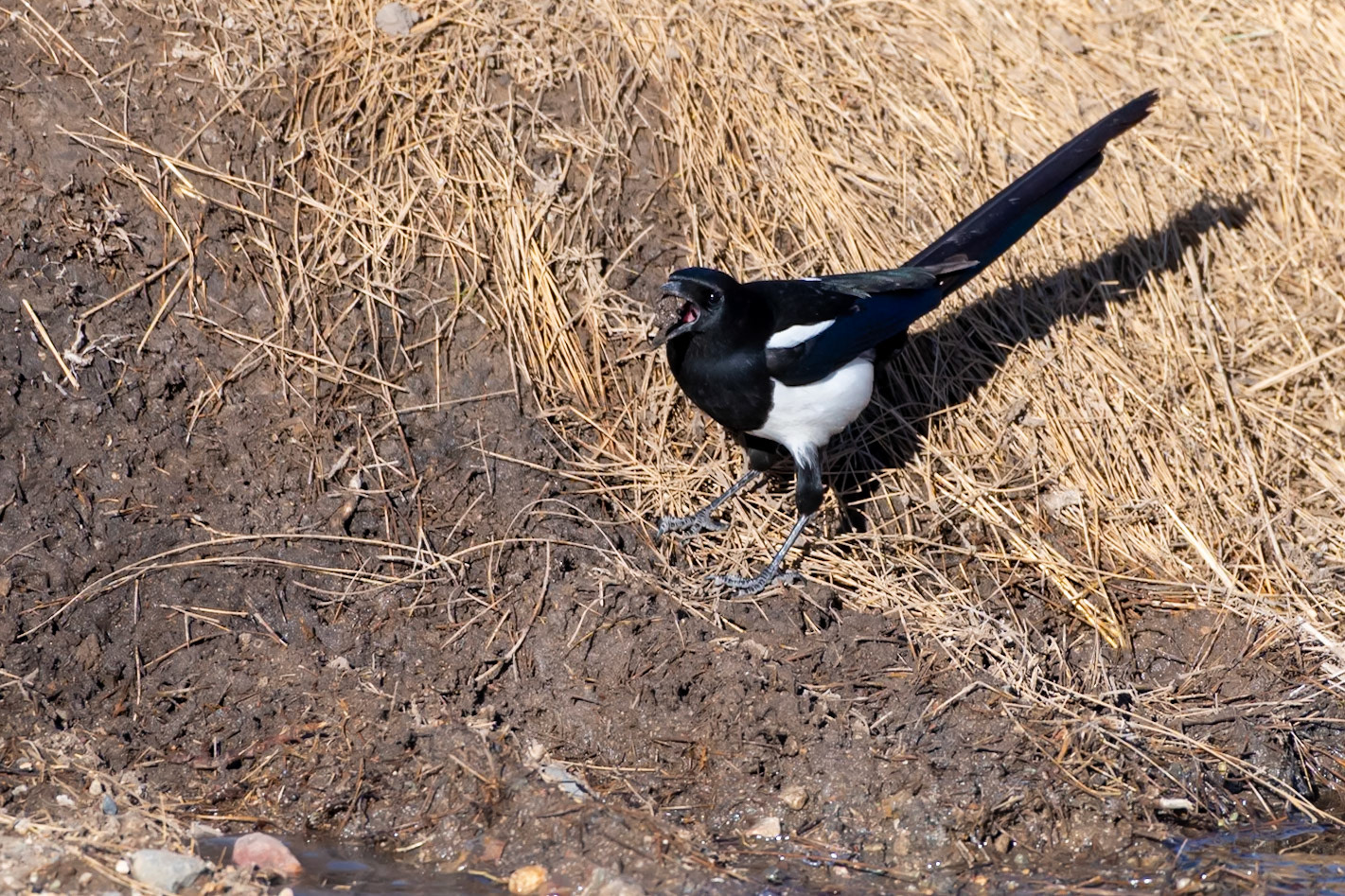Humboldt-Toiyabe National Forest, NV