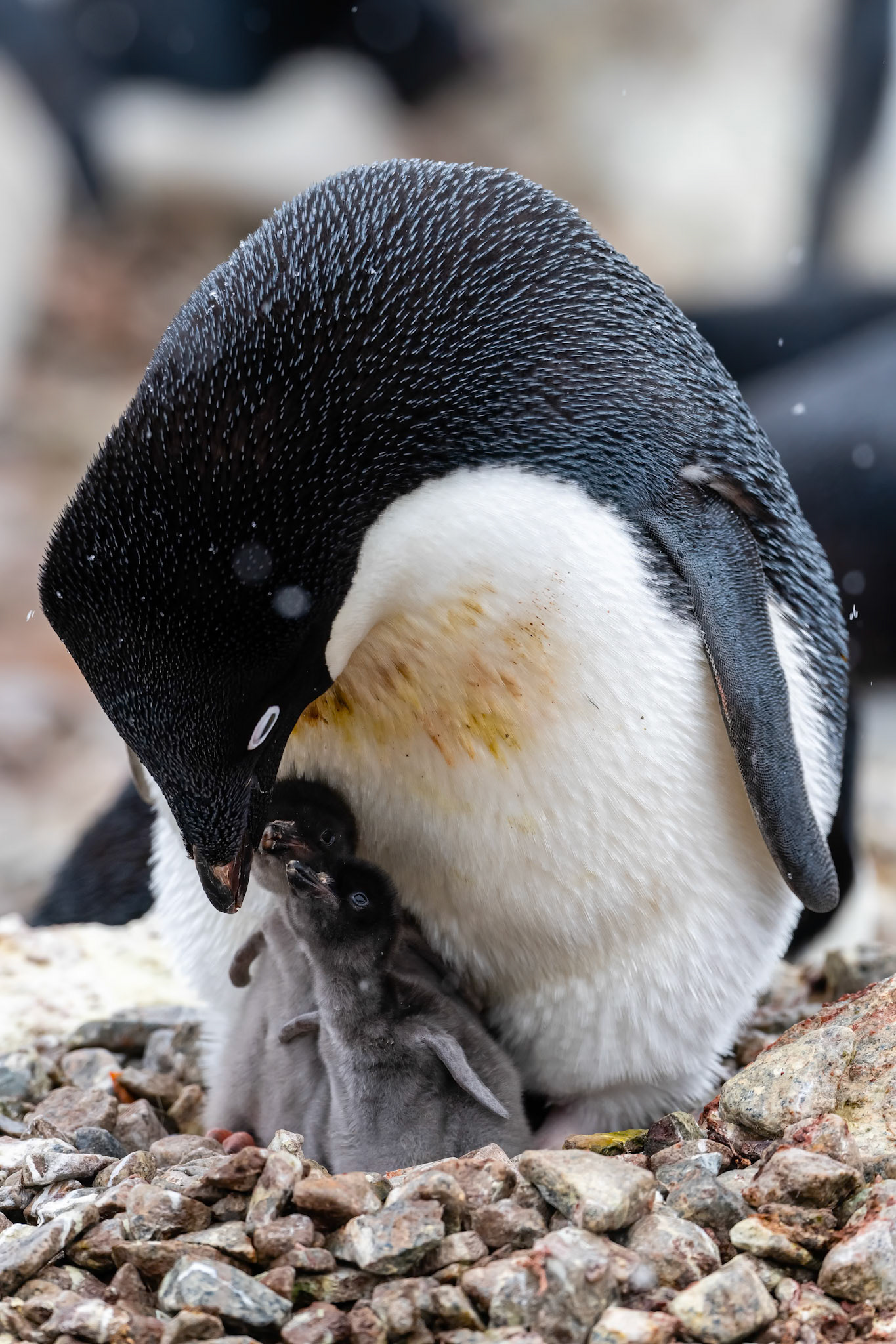 Red Rock Ridge, Antarctica