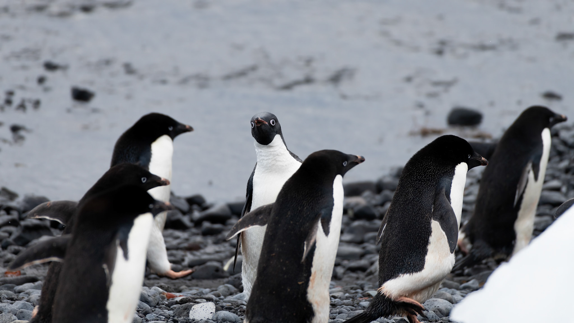 Brown Bluff, Antarctica