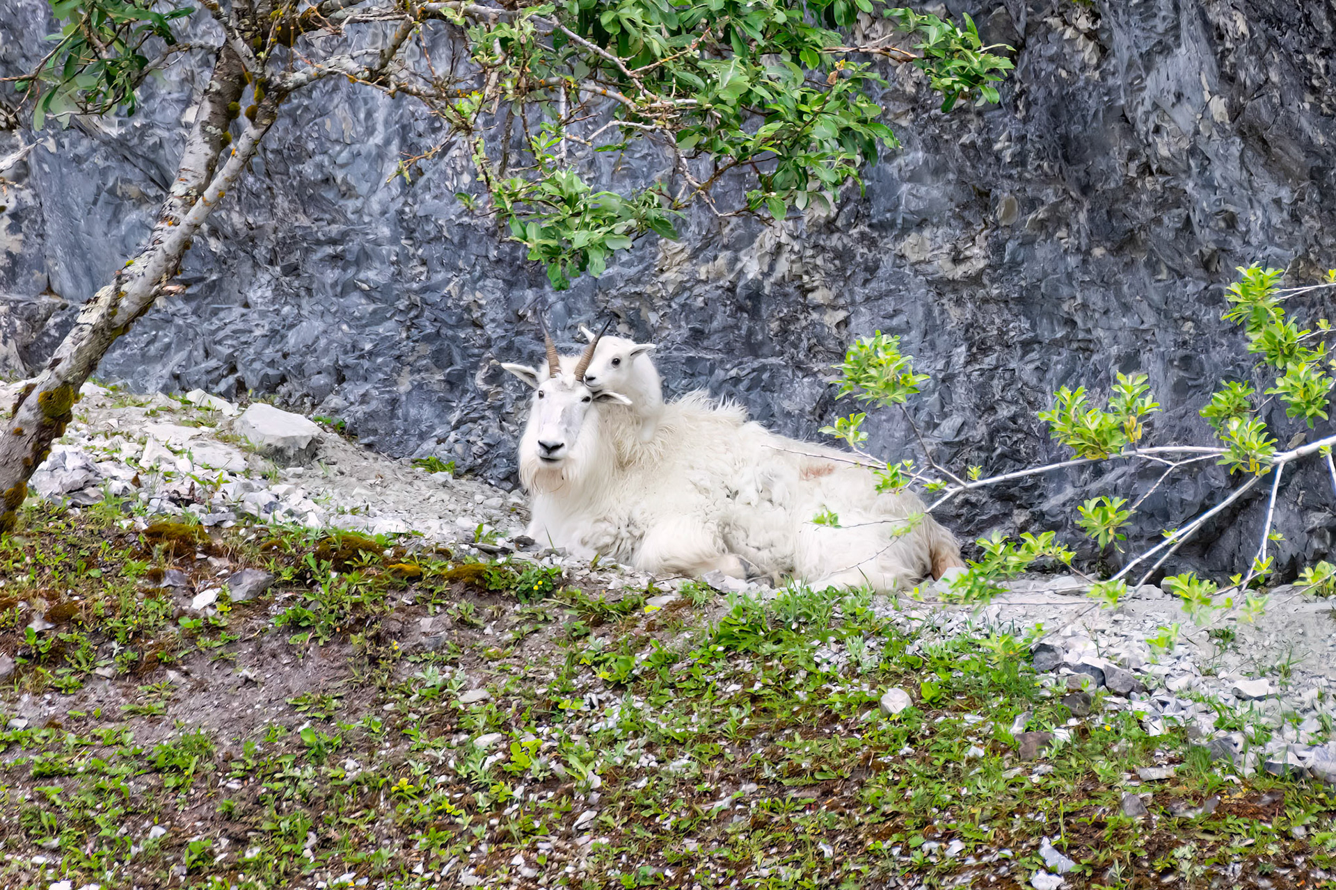 Glacier Bay National Park, AK