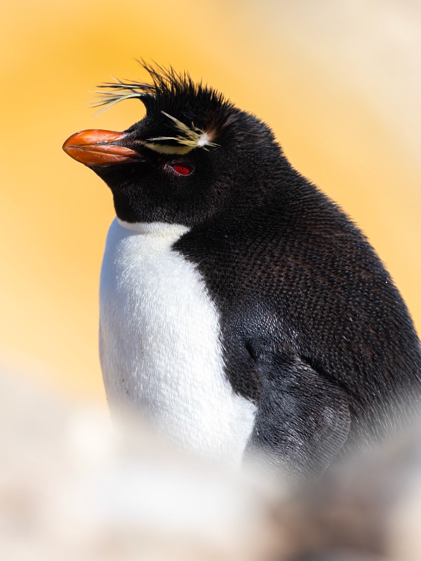 New Island, Falklands