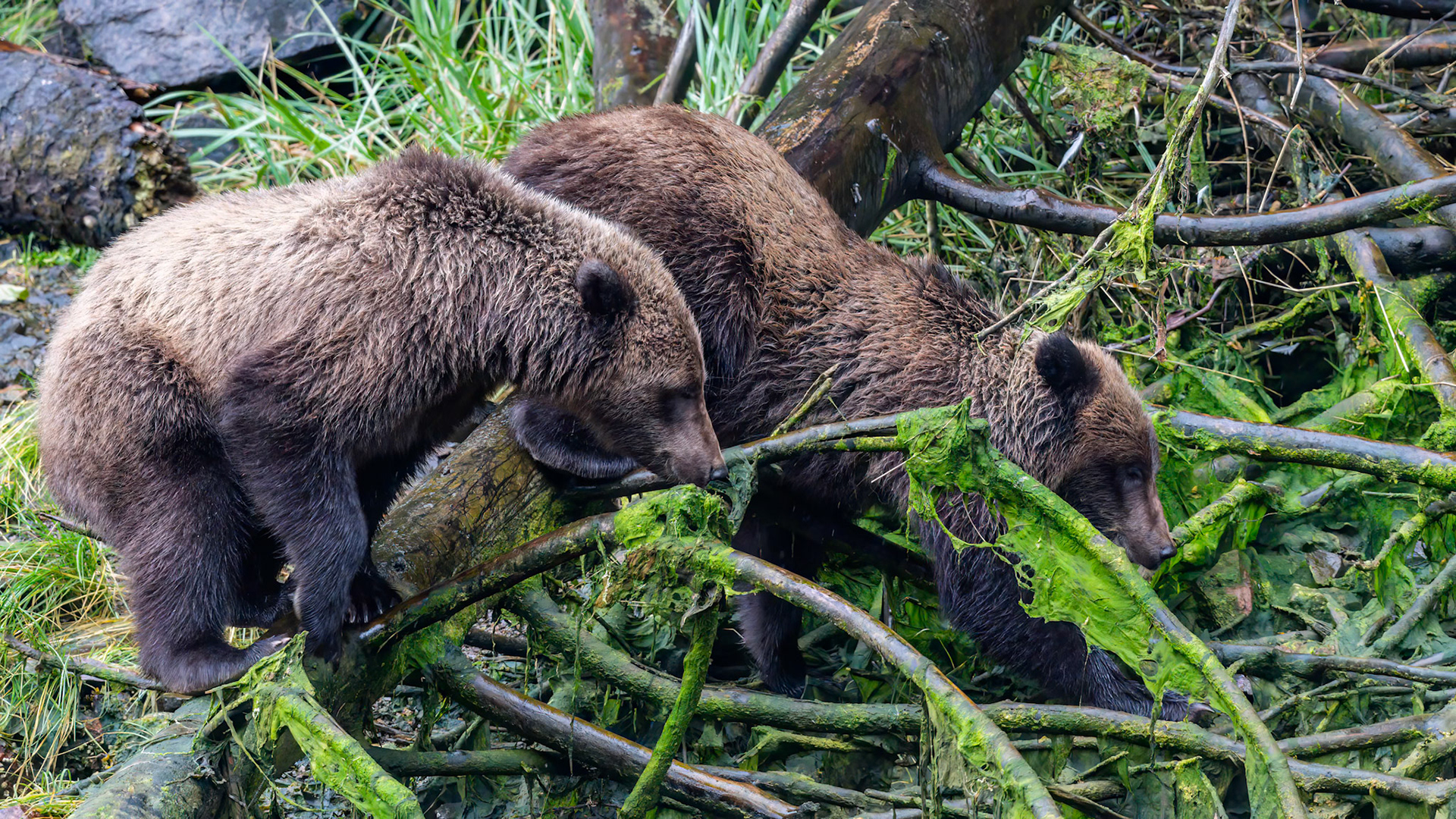Pavlof Harbor, Alaska