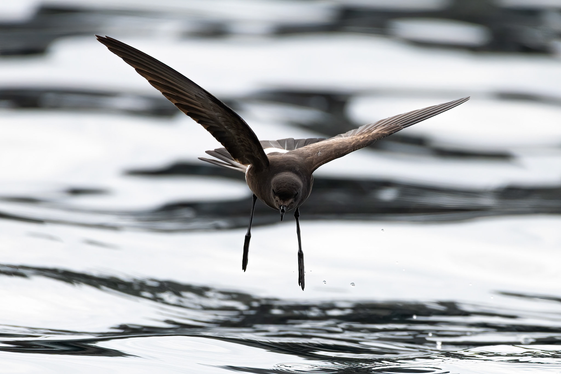 Low Island, Antarctica