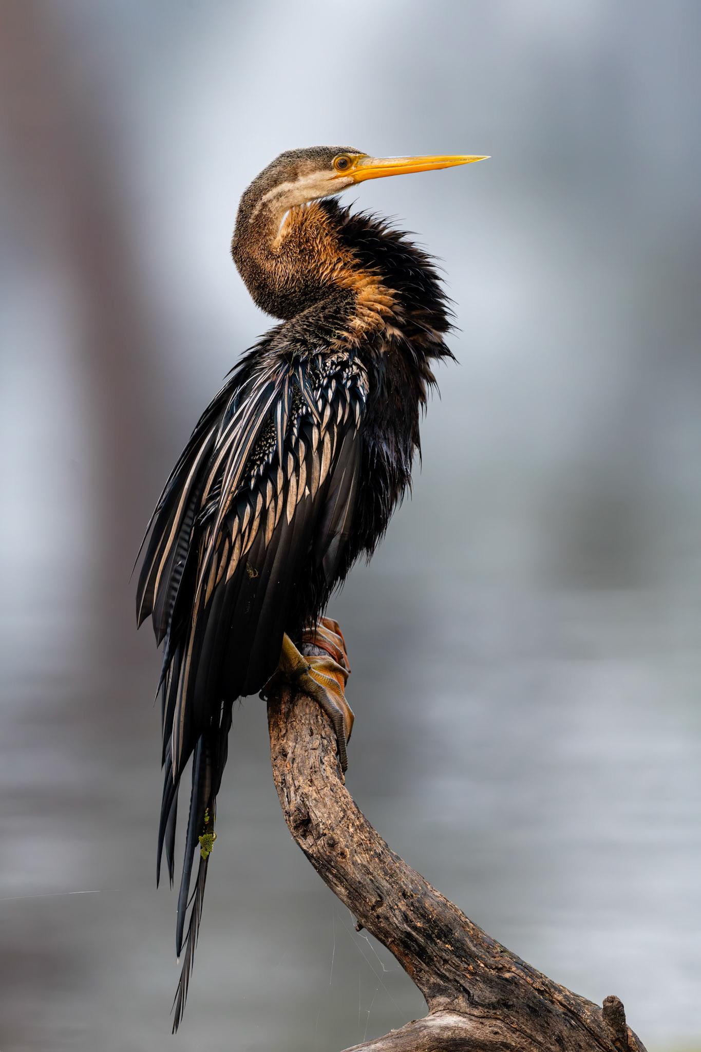 Keoladeo National Park