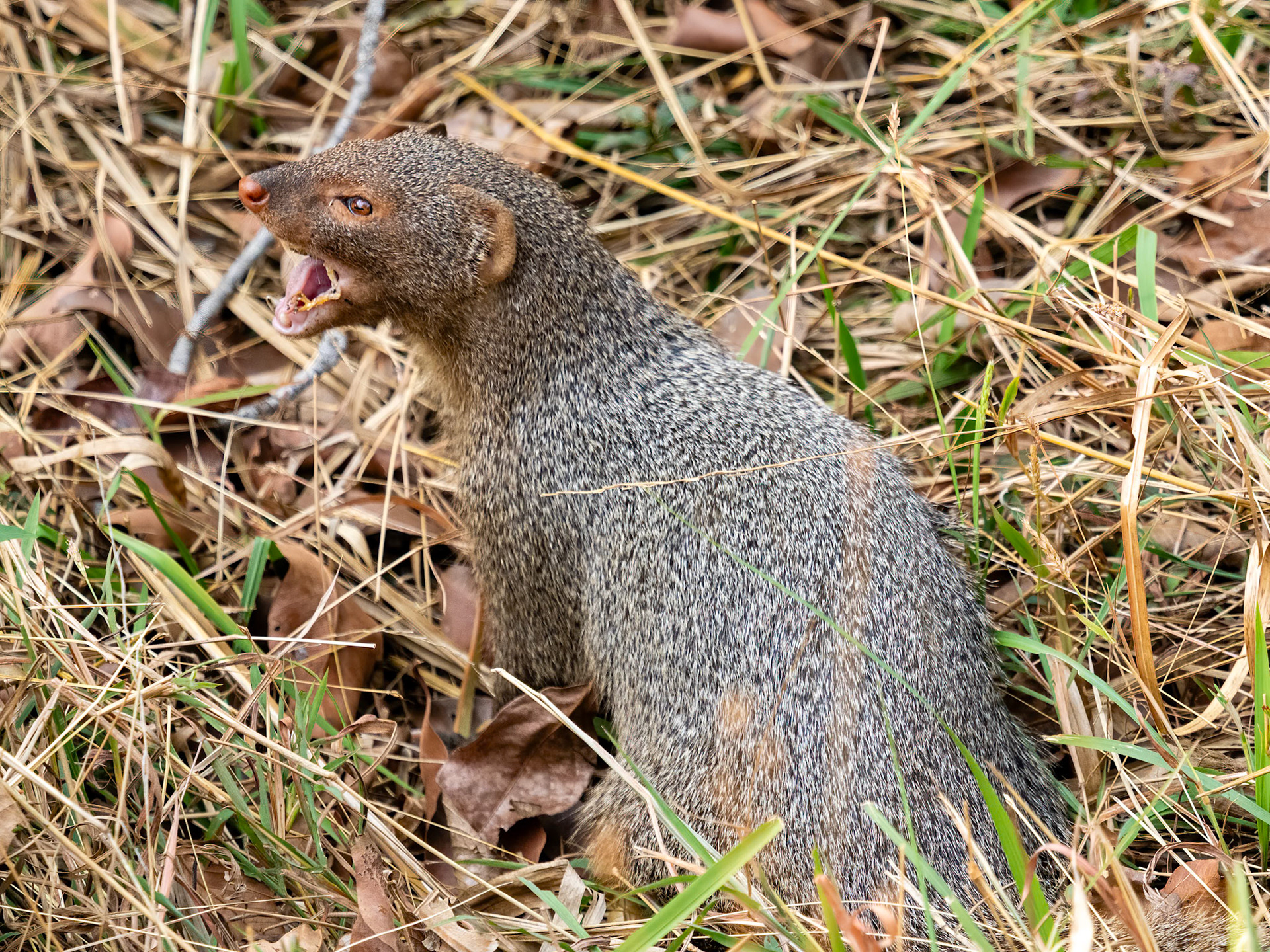 Tadoba Andhari Tiger Reserve