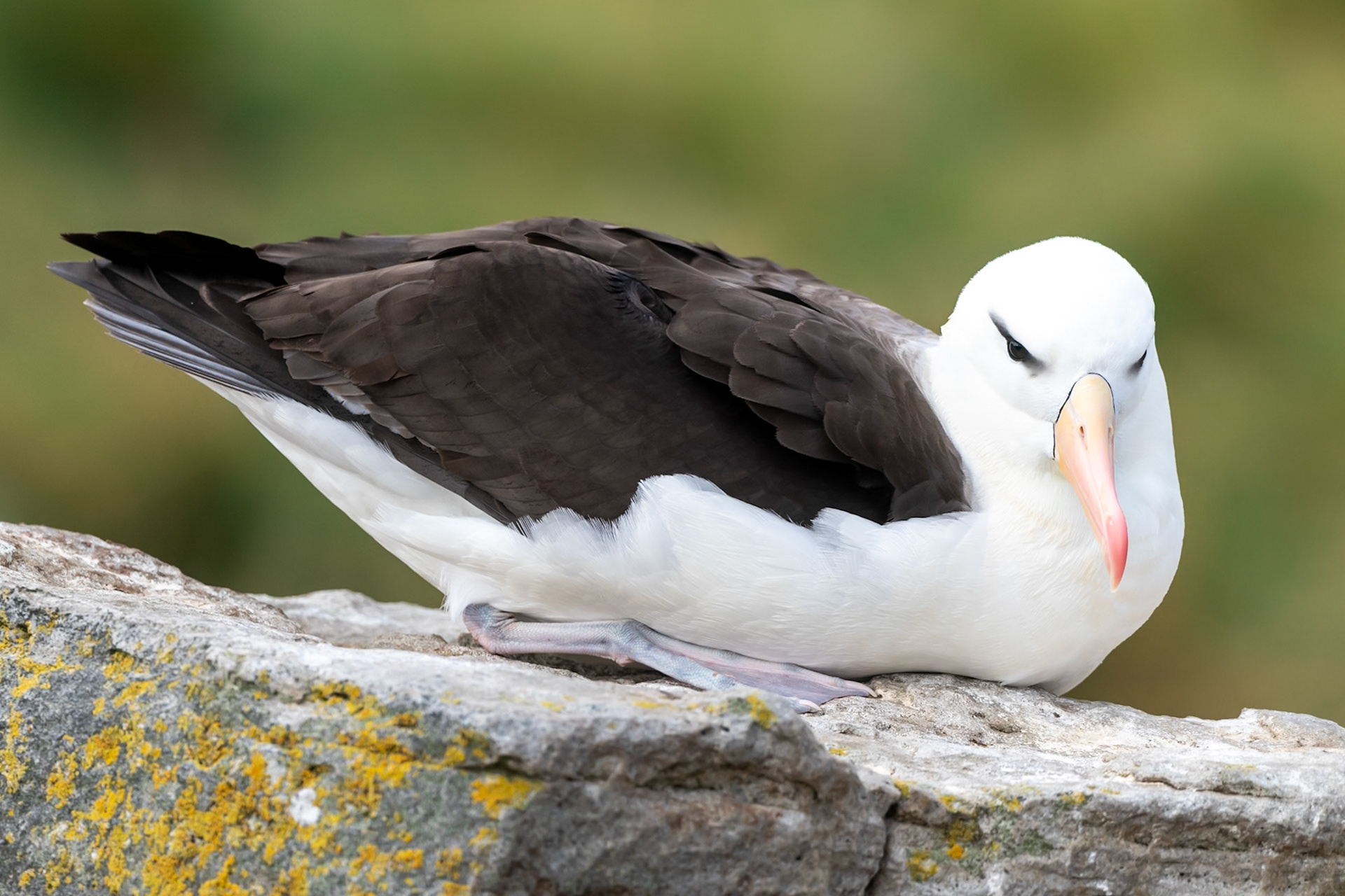 West Point Island, Falklands