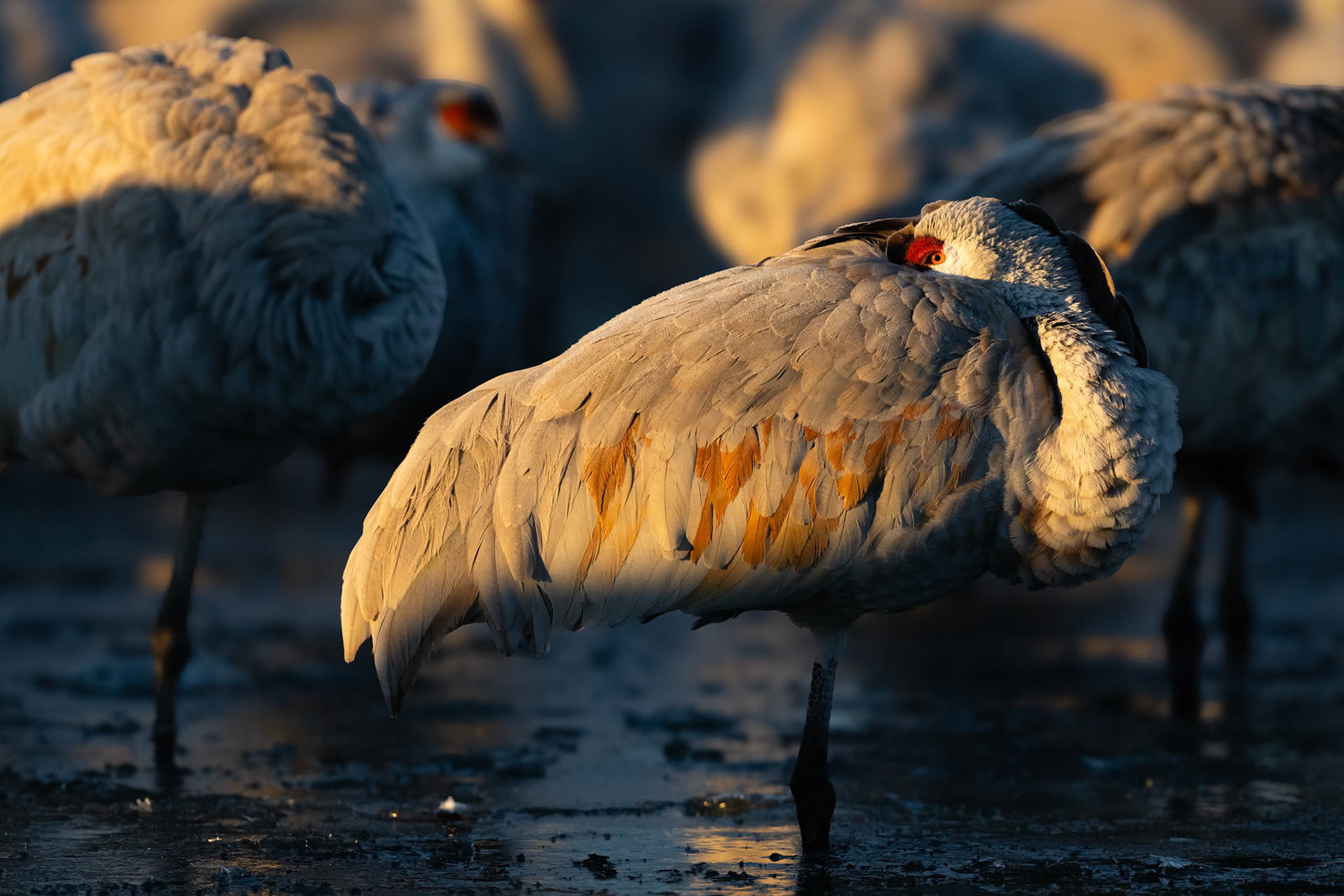 Bernardo Wildlife Area, NM