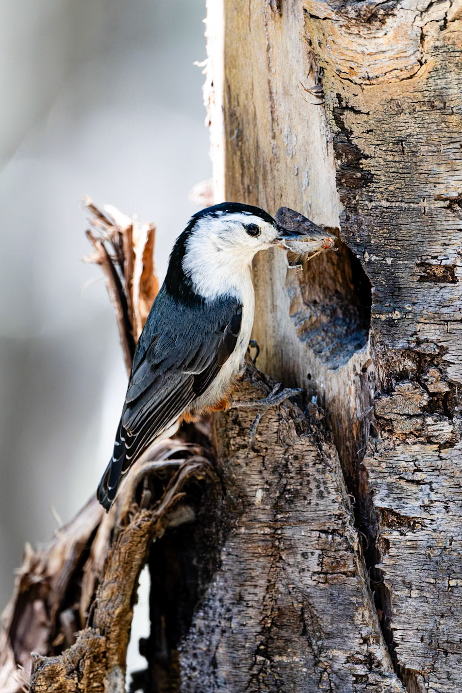 Santa Fe National Forest, NM