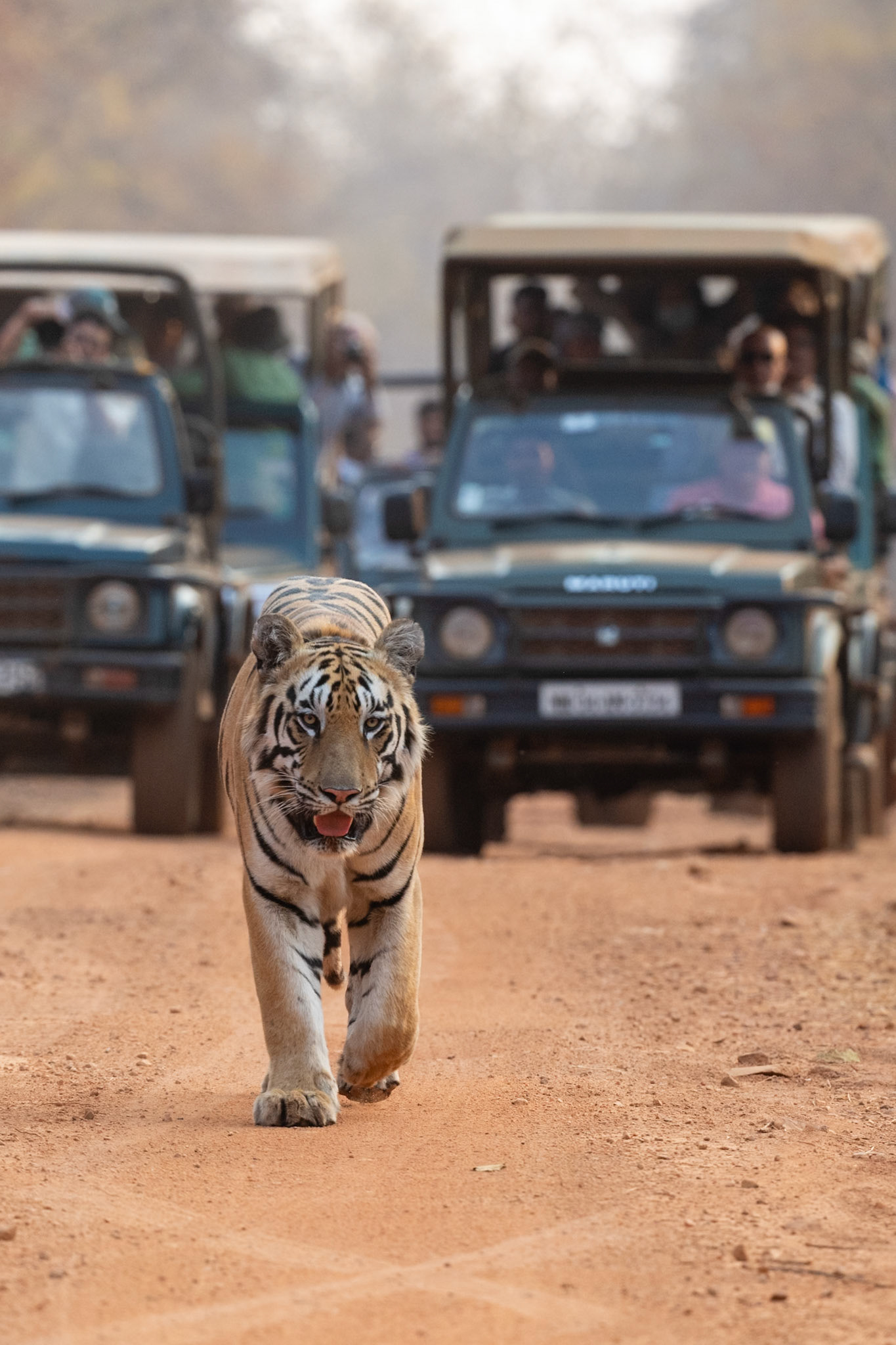 Tadoba Andhari Tiger Reserve