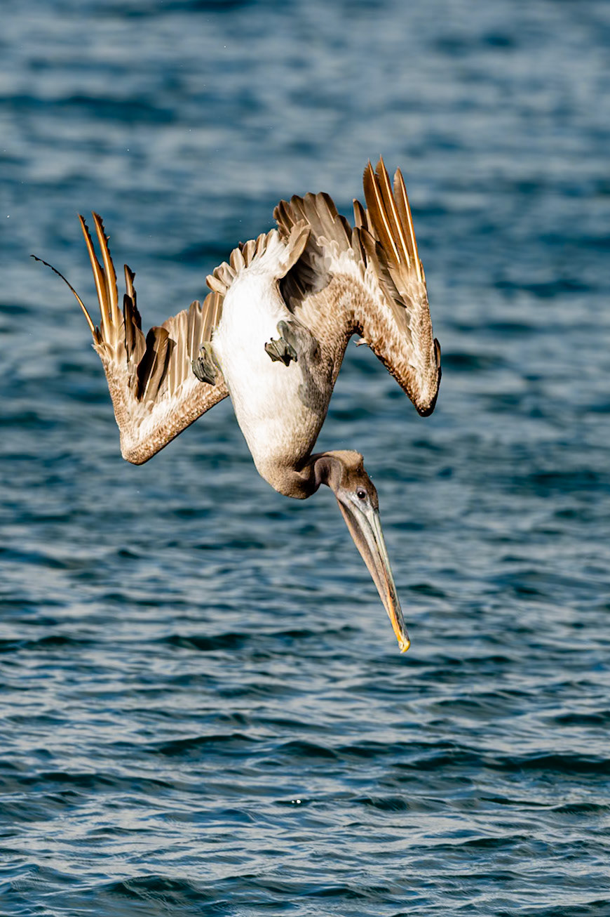 A Brown Pelican shows off its aerobatics with a steep dive to catch fish in the shallows off of Playa Espumilla, Galápagos
