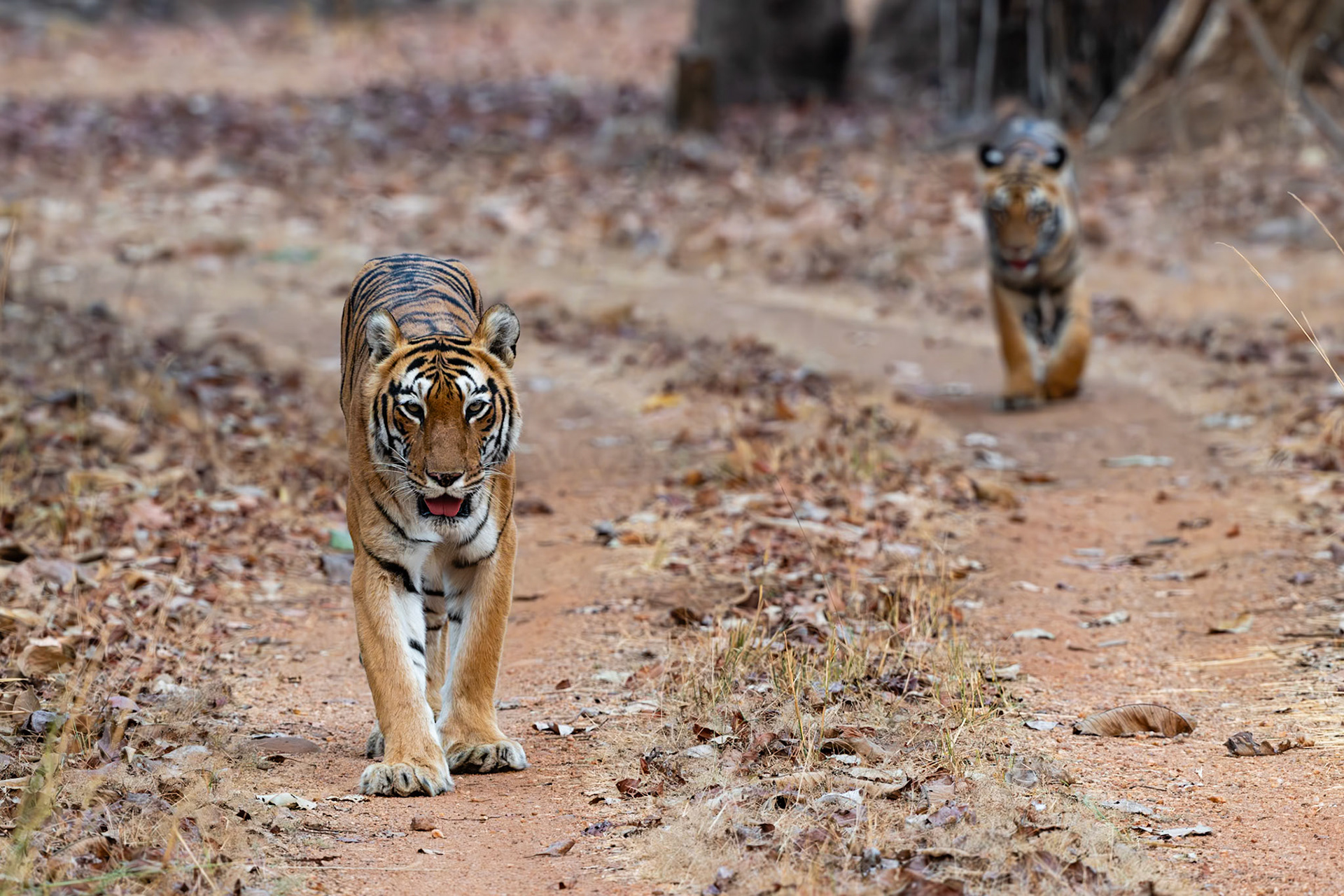 Tadoba Andhari Tiger Reserve