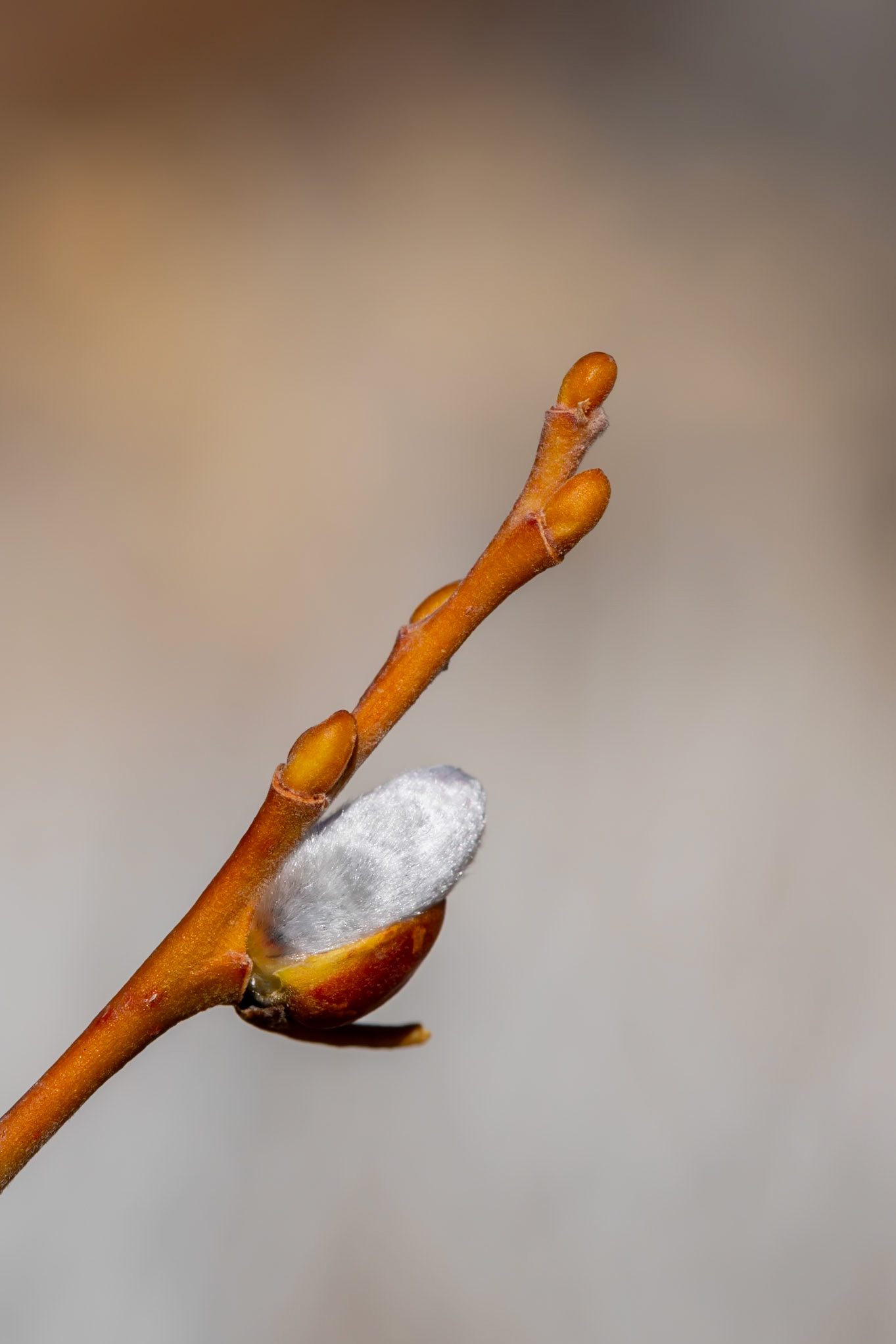 Humboldt-Toiyabe National Forest, NV