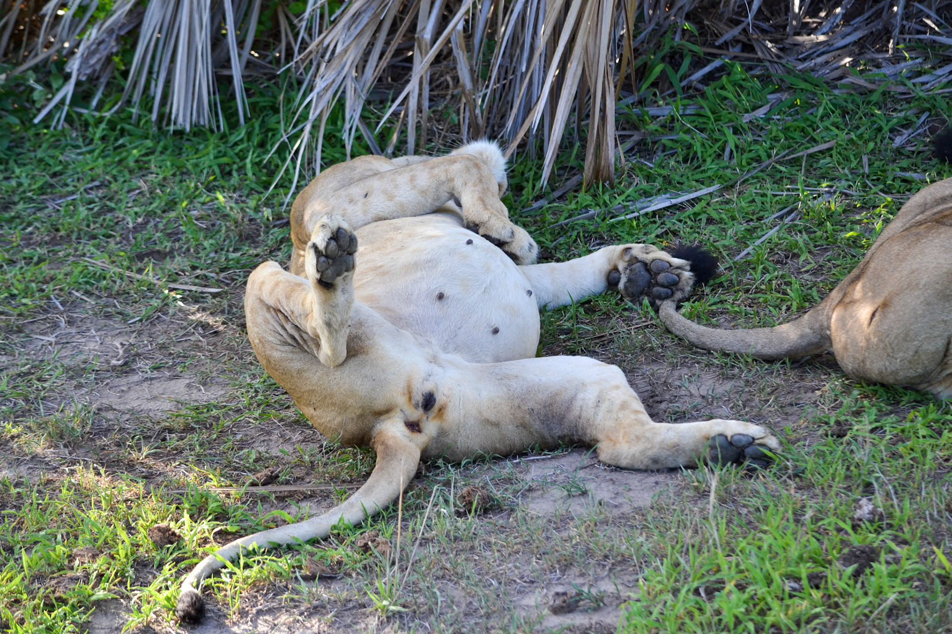 Selous Game Reserve, Tanzania