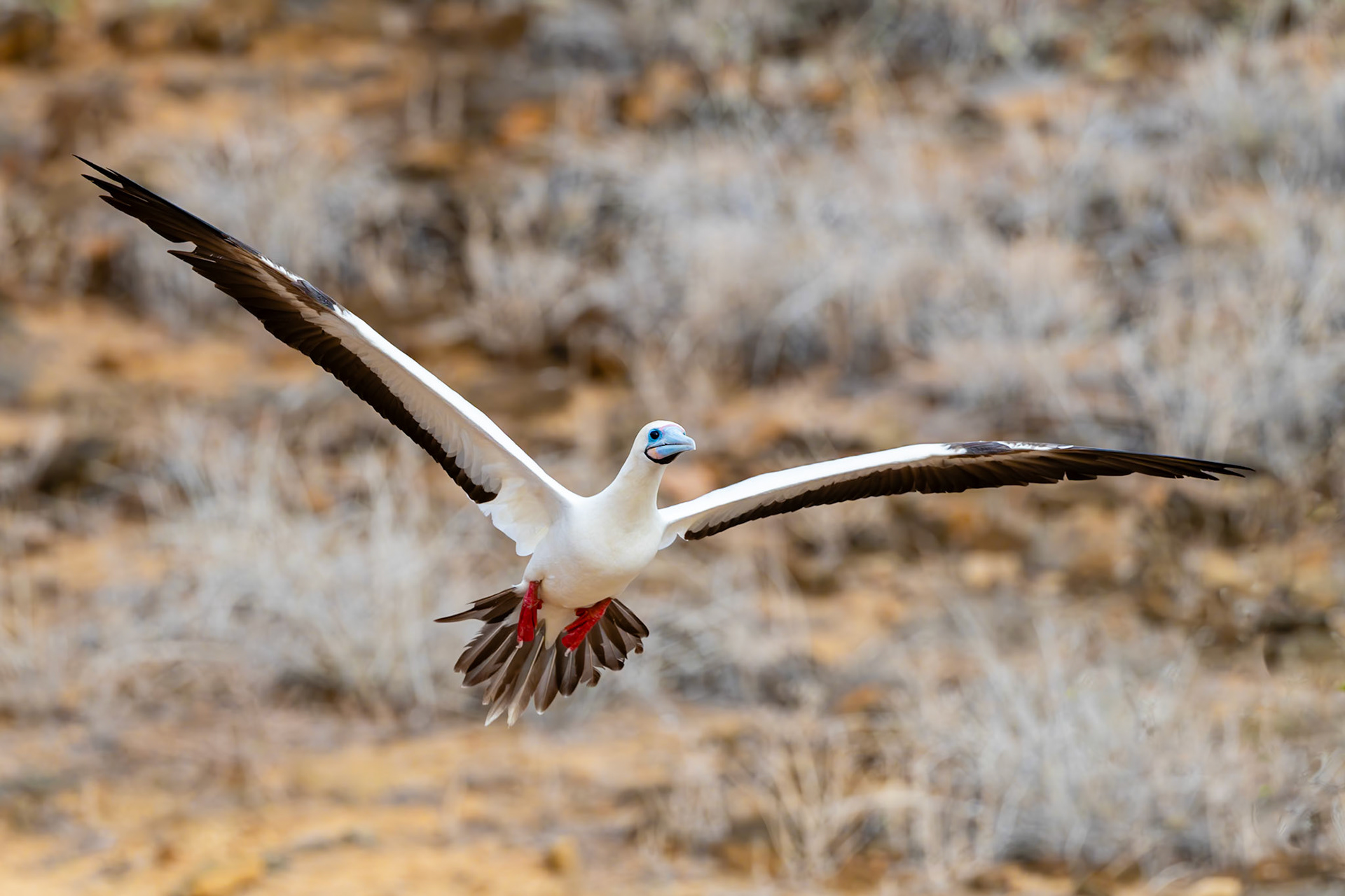 A male Red-footed Booby circles as he attempts to land next to a female he is courting. Punta Pitt, Galápagos