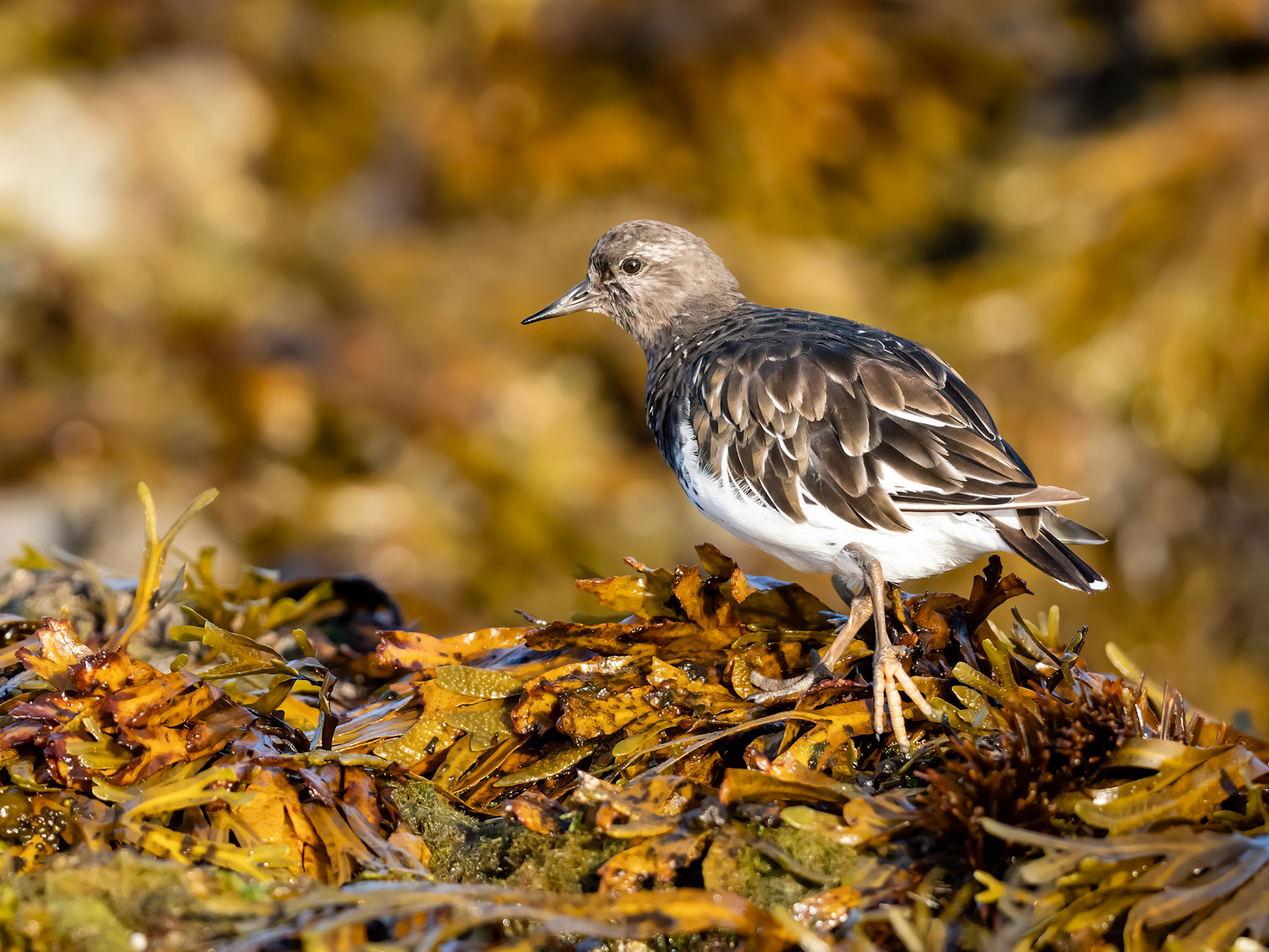Barkley Sound, British Columbia