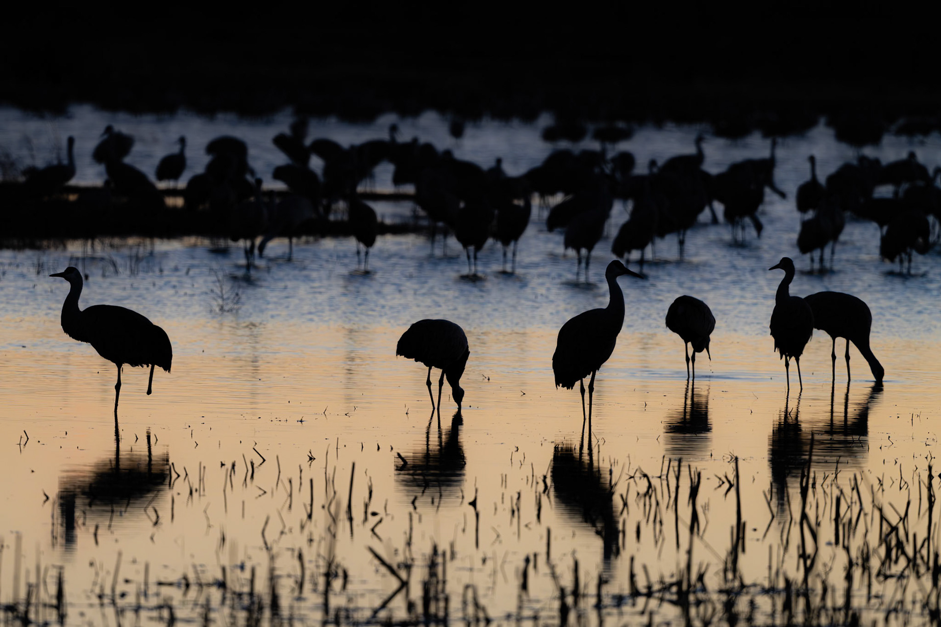 Bernardo Wildlife Area, NM
