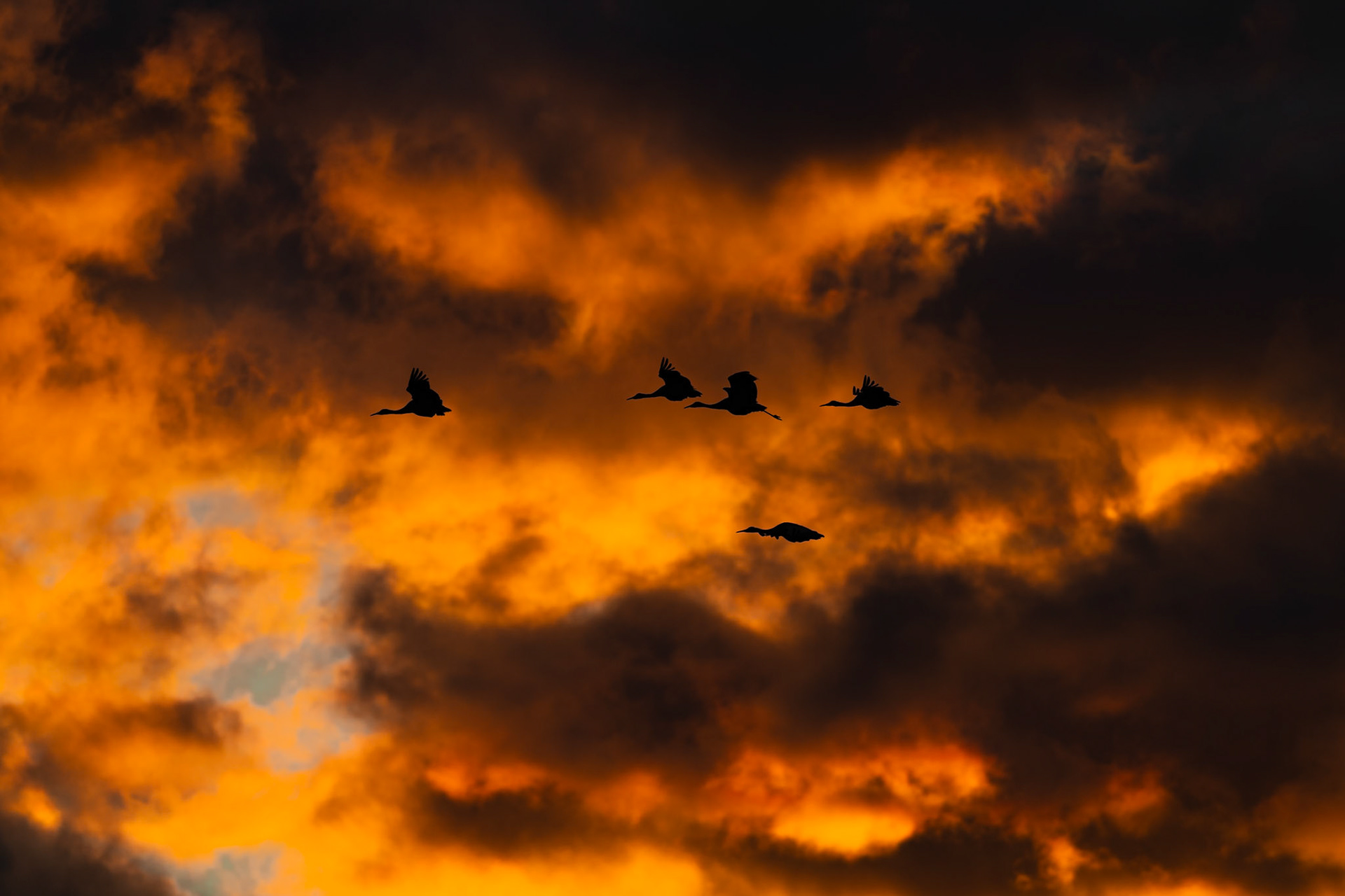 Bernardo Wildlife Area, NM