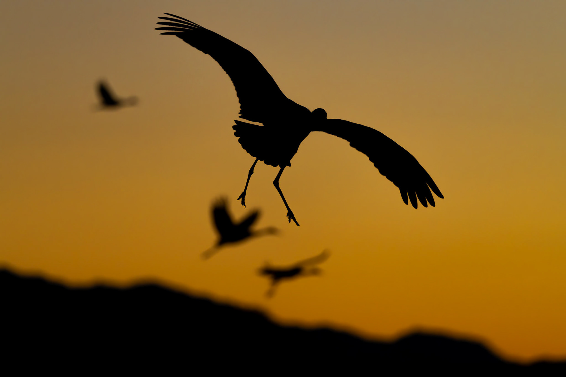 Bernardo Wildlife Area, NM