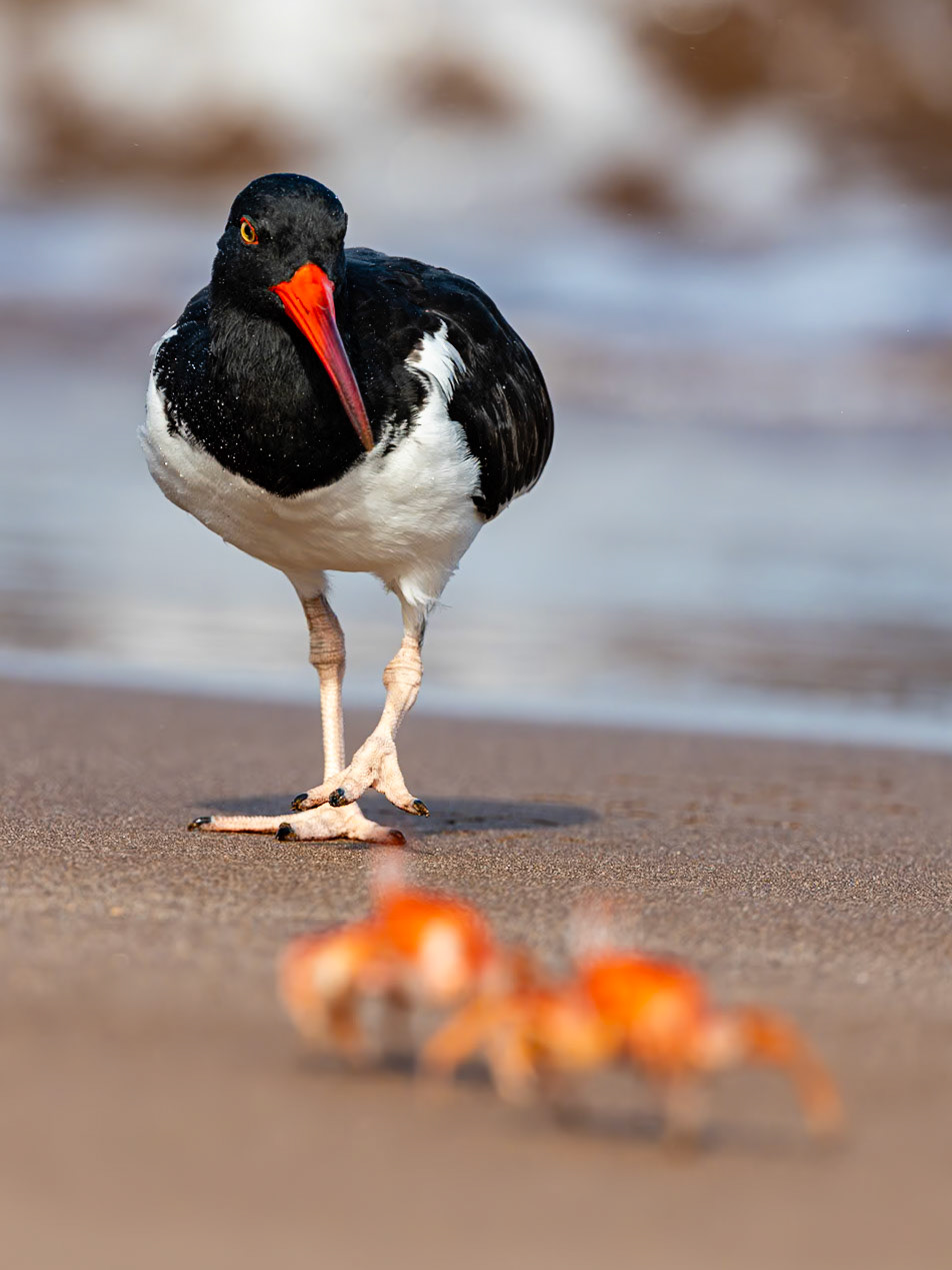 An American Oystercatcher stalks Ghost Crabs at Playa Espumilla, Galápagos