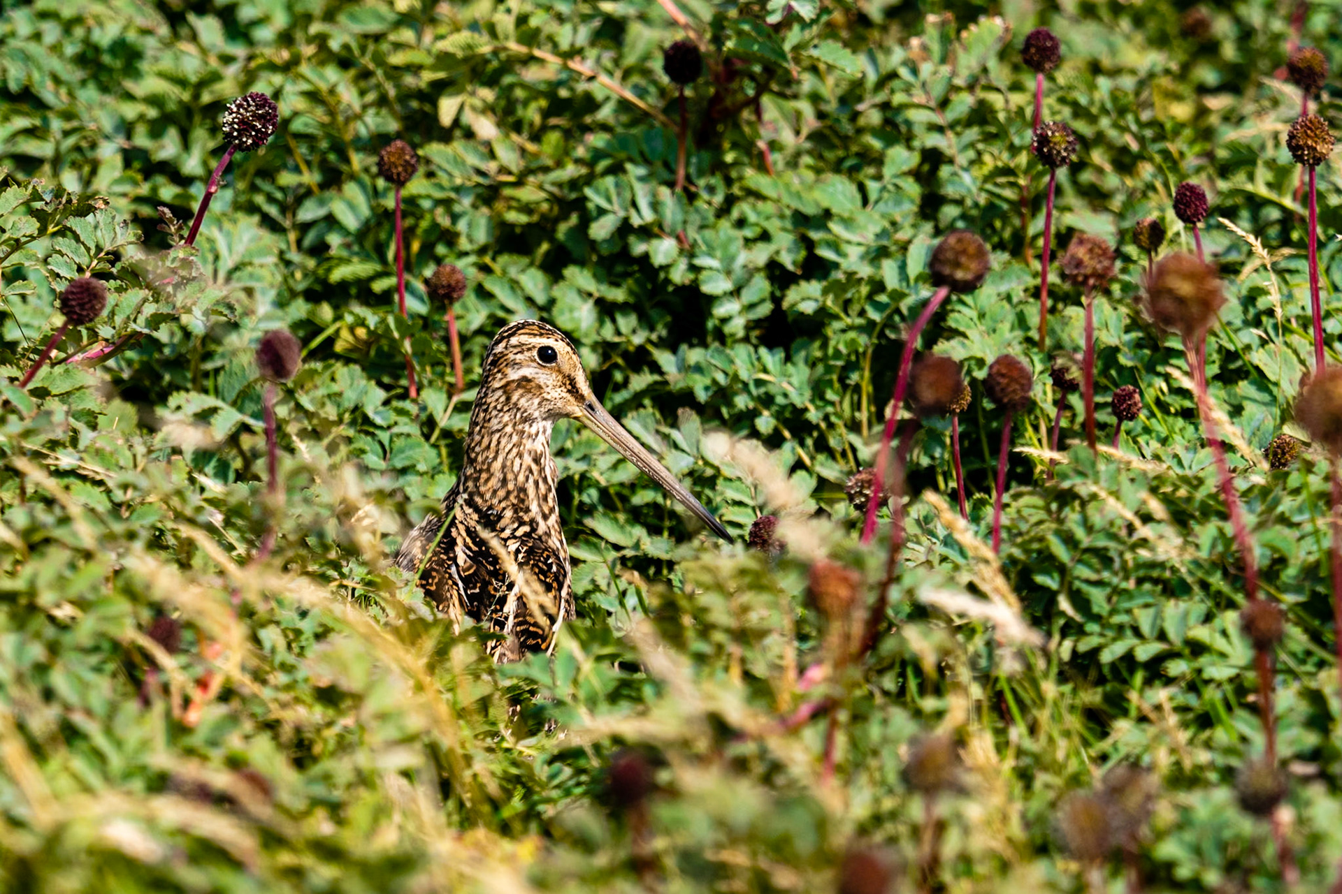 Carcass Island, Falklands