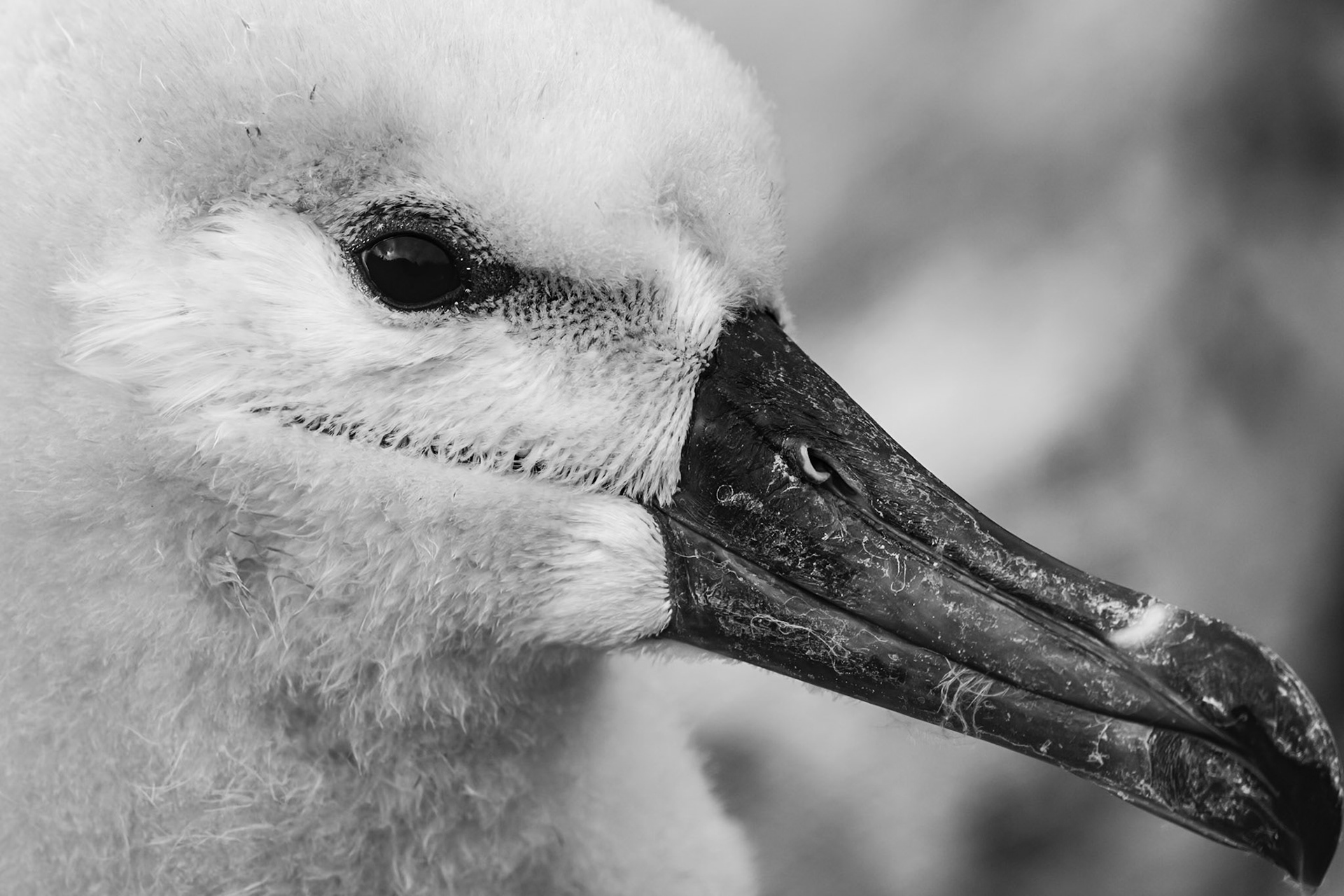 West Point Island, Falklands