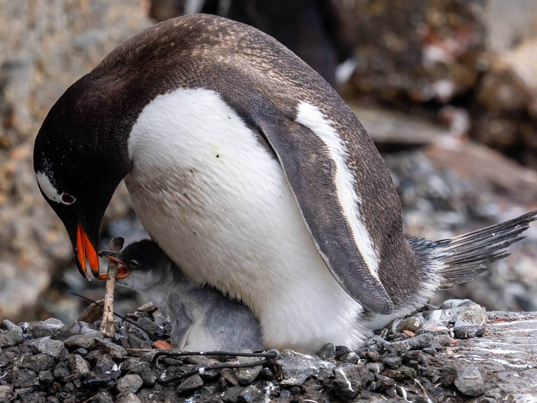 Port Lockroy, Antarctica