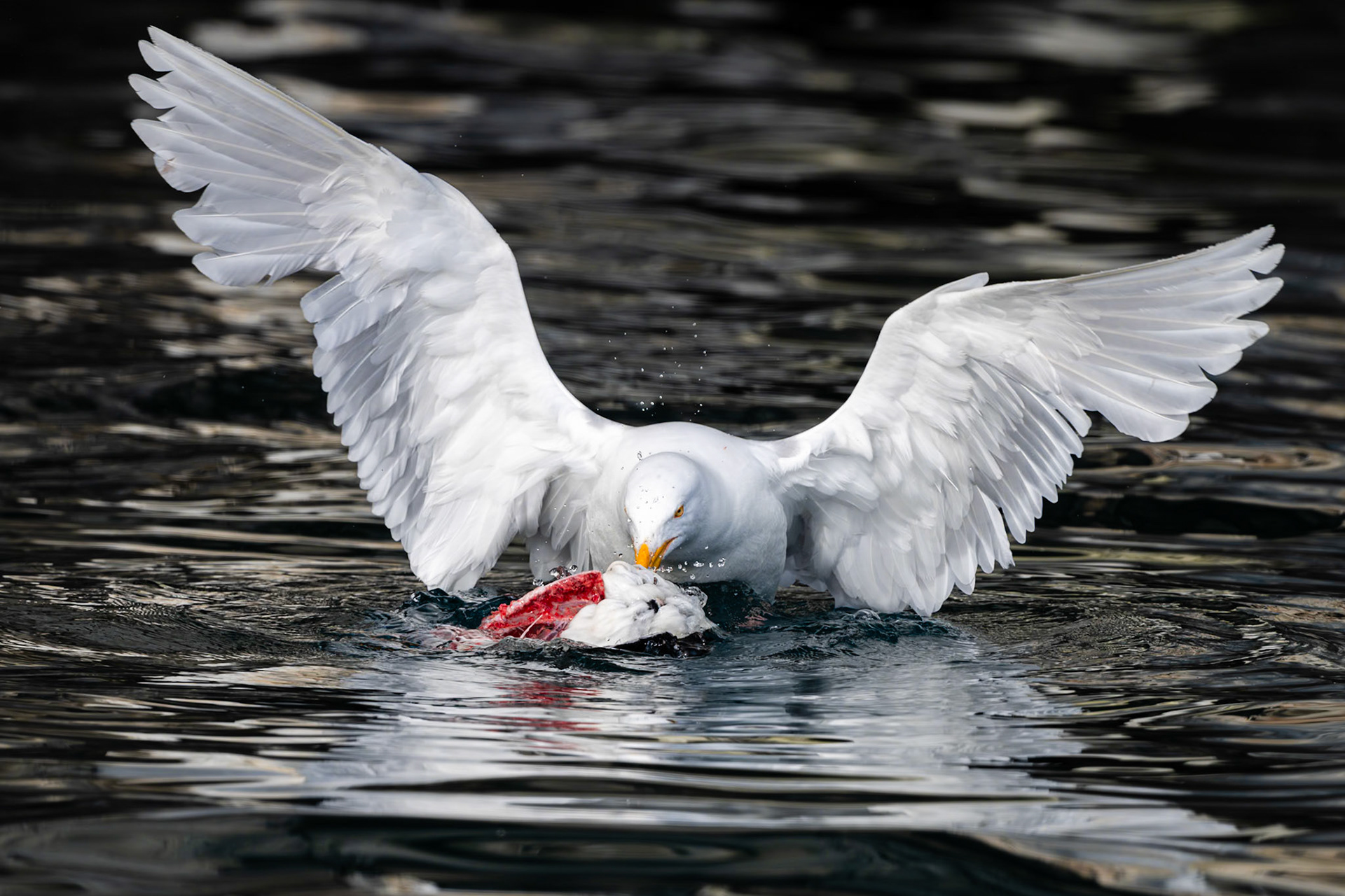 Alkefjellet, Svalbard