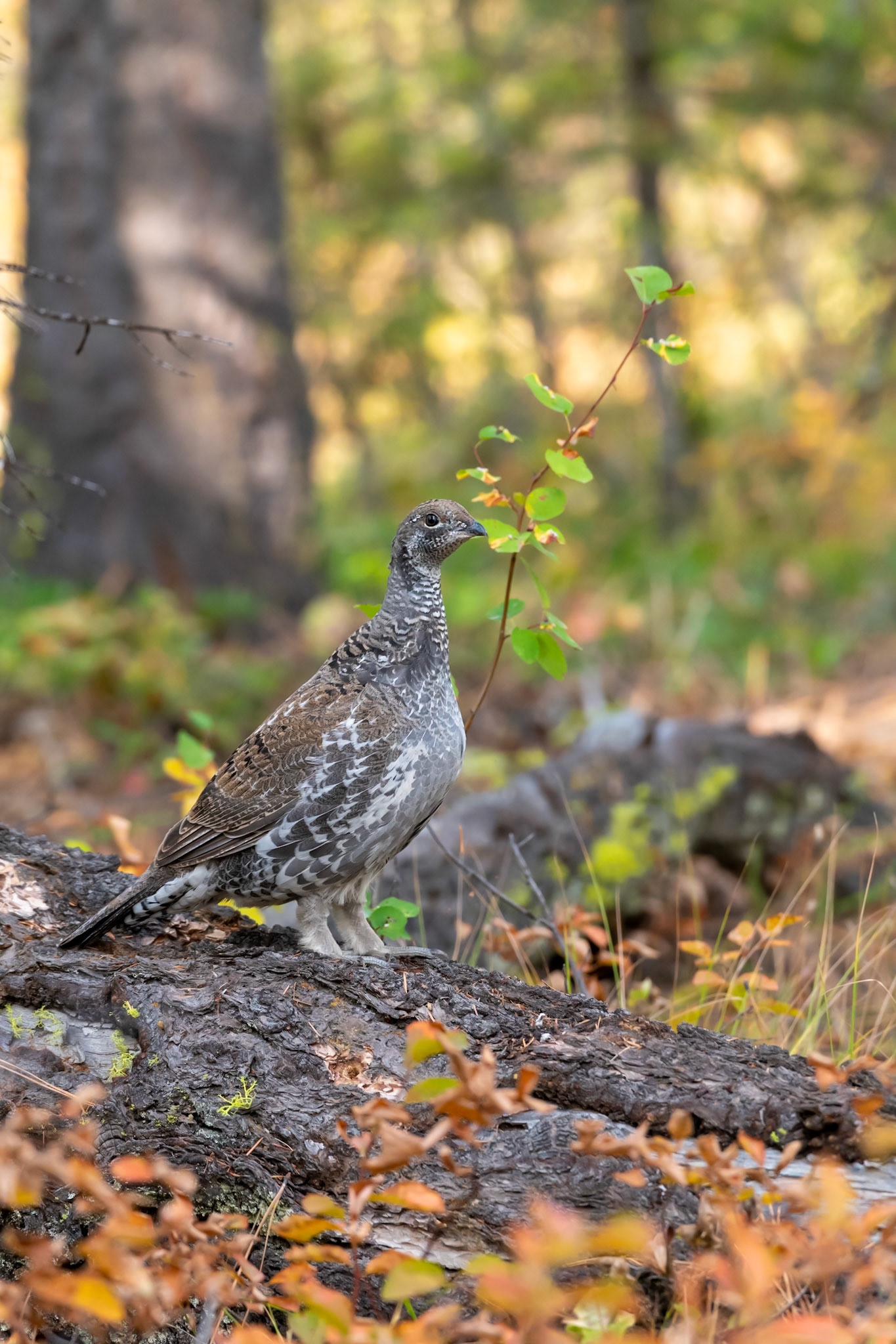 Lola National Forest, MT