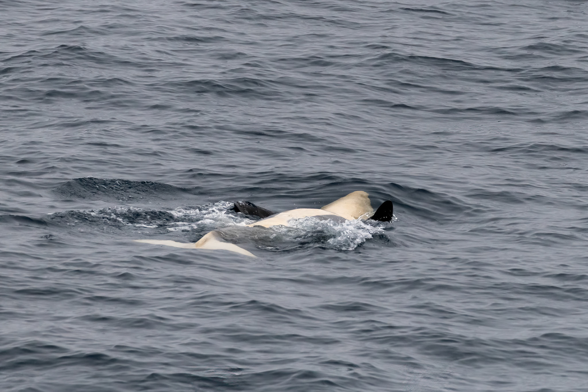 Antarctic Sound, Antarctica