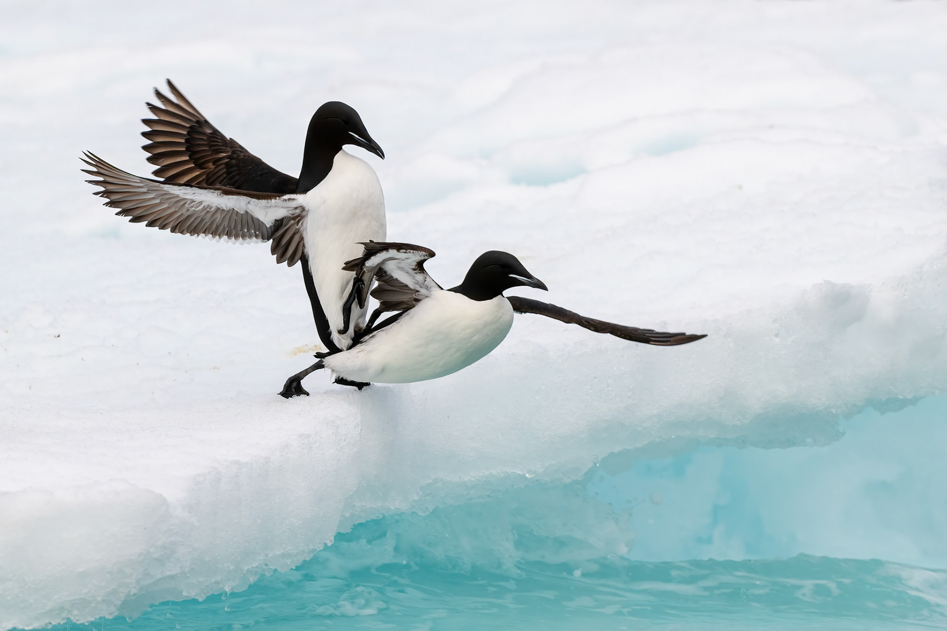 Alkefjellet, Svalbard