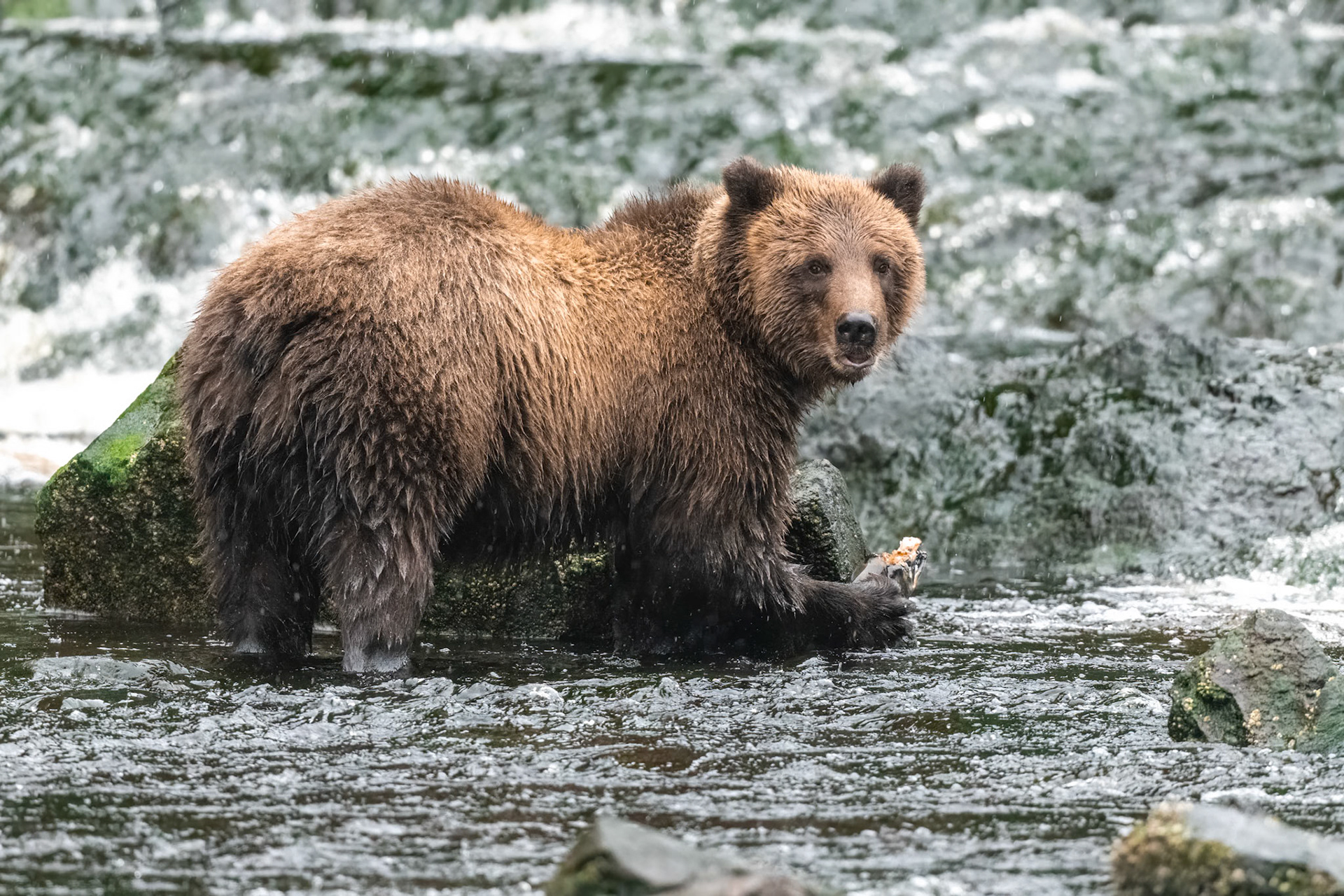 Pavlof Harbor, Alaska