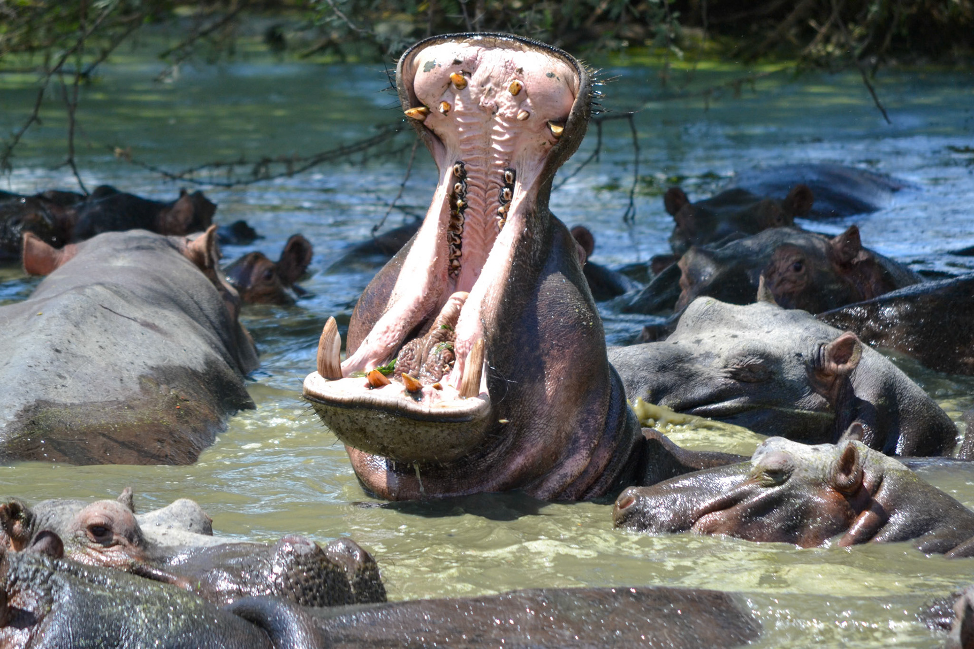 Ruaha National Park, Tanzania