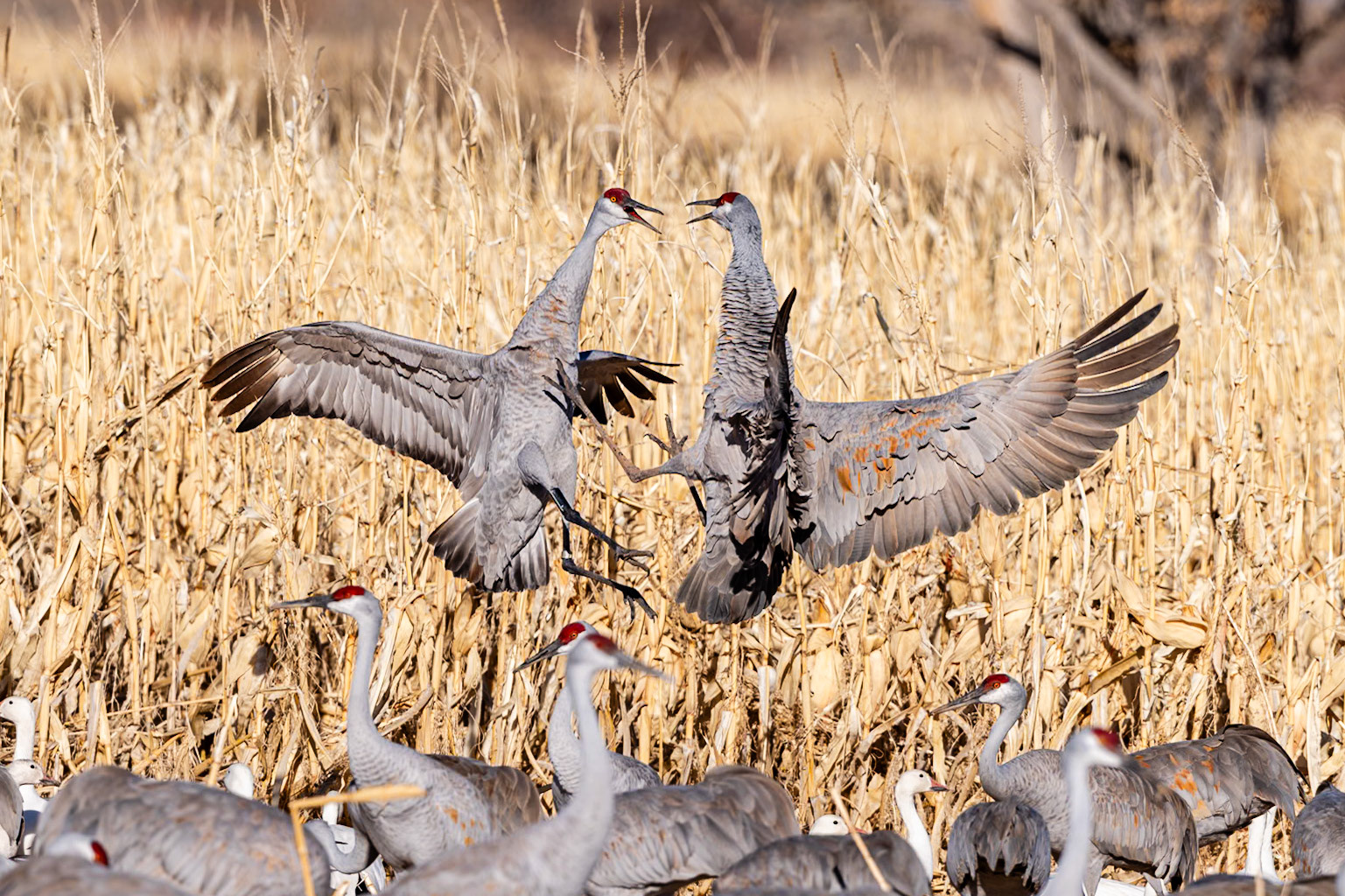 Bernardo Wildlife Area, NM