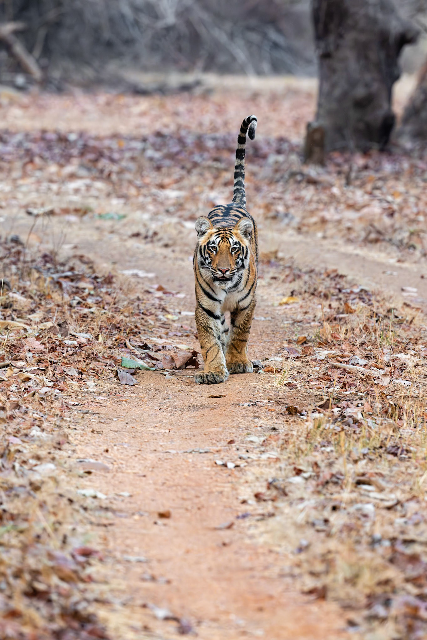 Tadoba Andhari Tiger Reserve