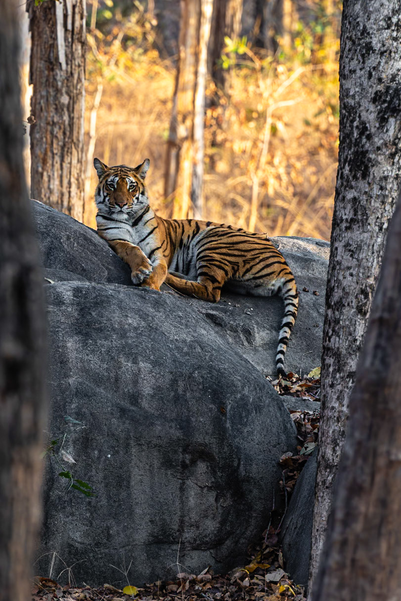 Pench National Park