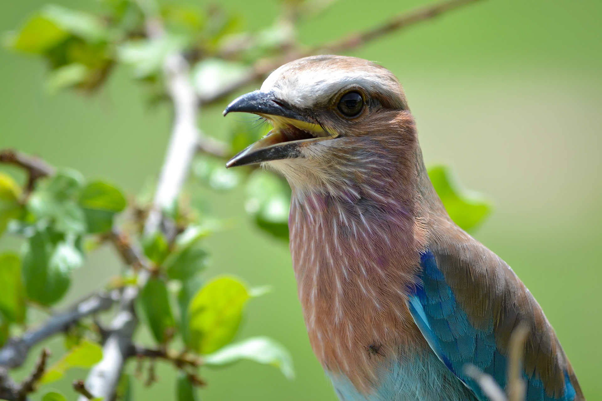 Ruaha National Park, Tanzania