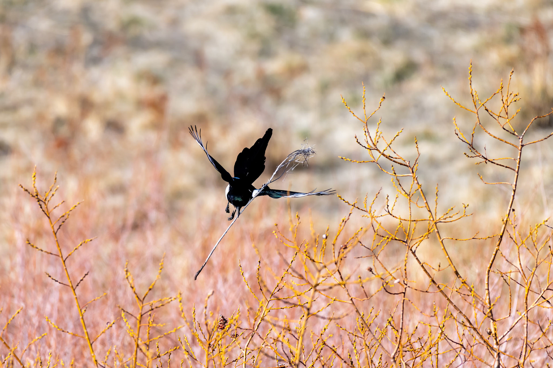 Humboldt-Toiyabe National Forest, NV