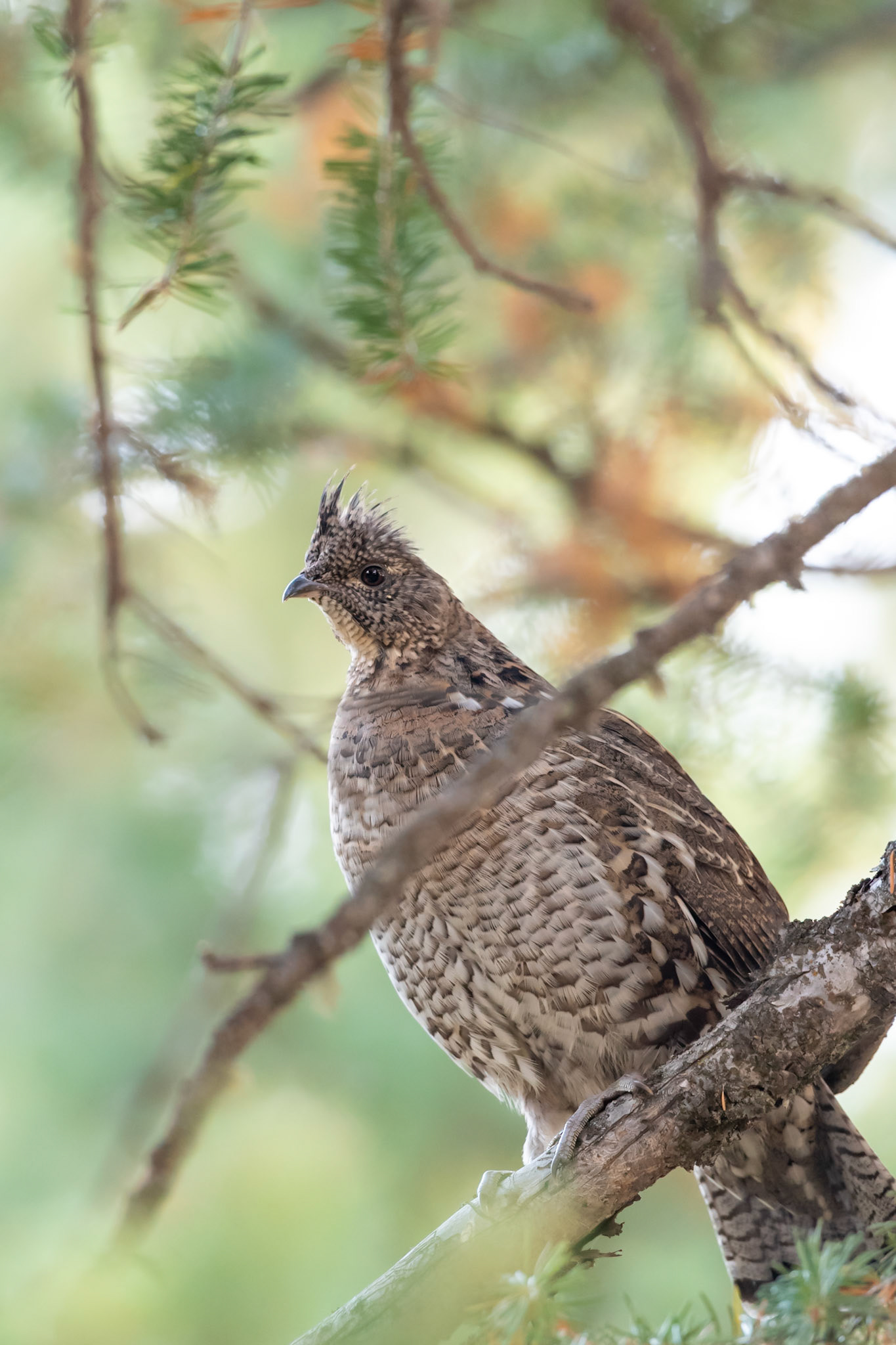 Caribou-Targhee National Forest, ID