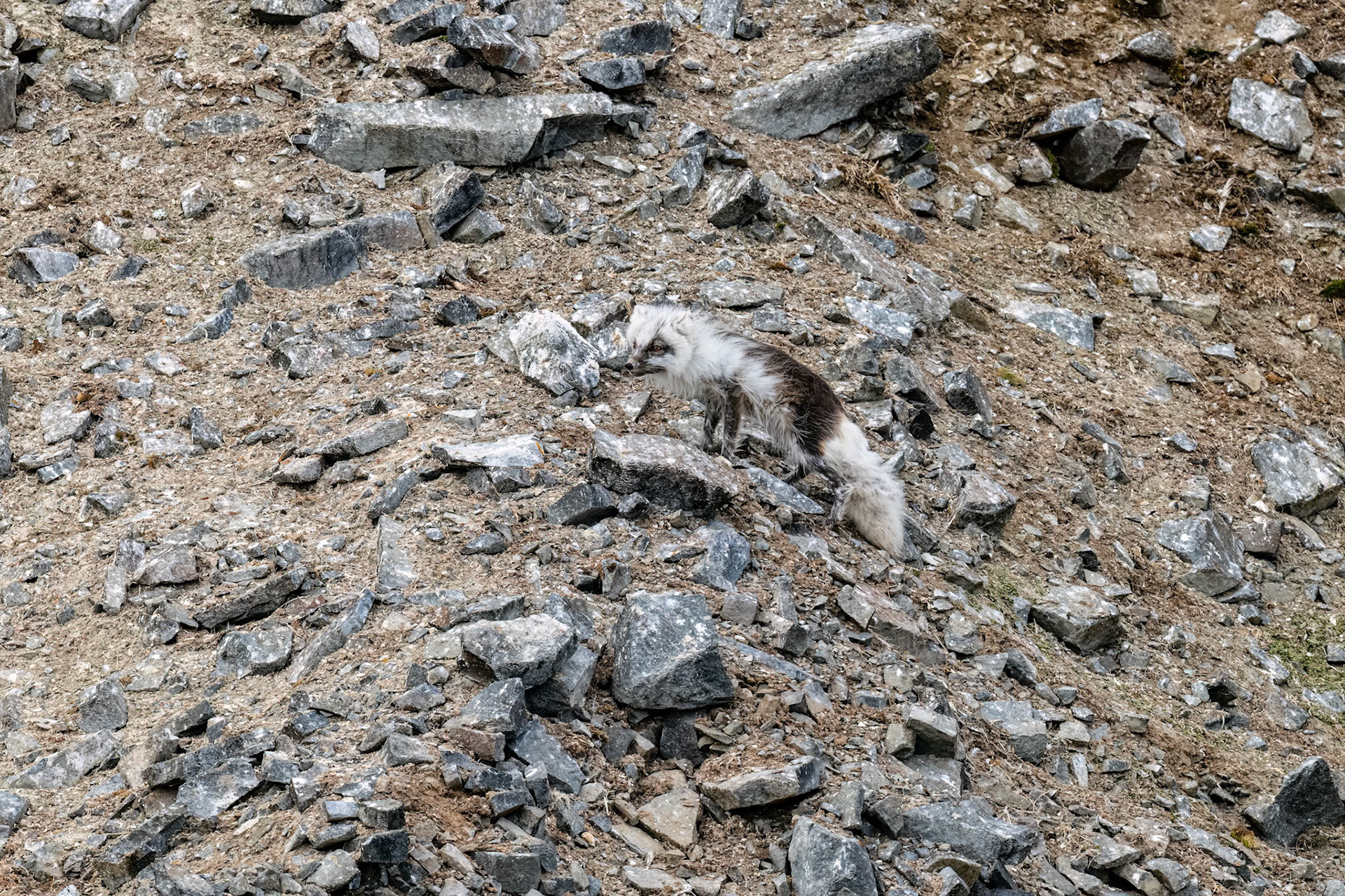 Alkefjellet, Svalbard